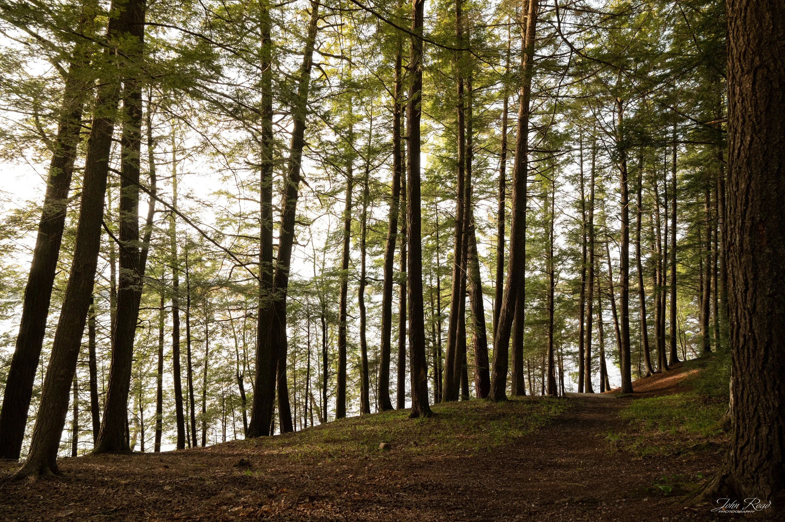 Forest trail winding through tall pine trees toward a bright lakeside opening in soft natural light.
