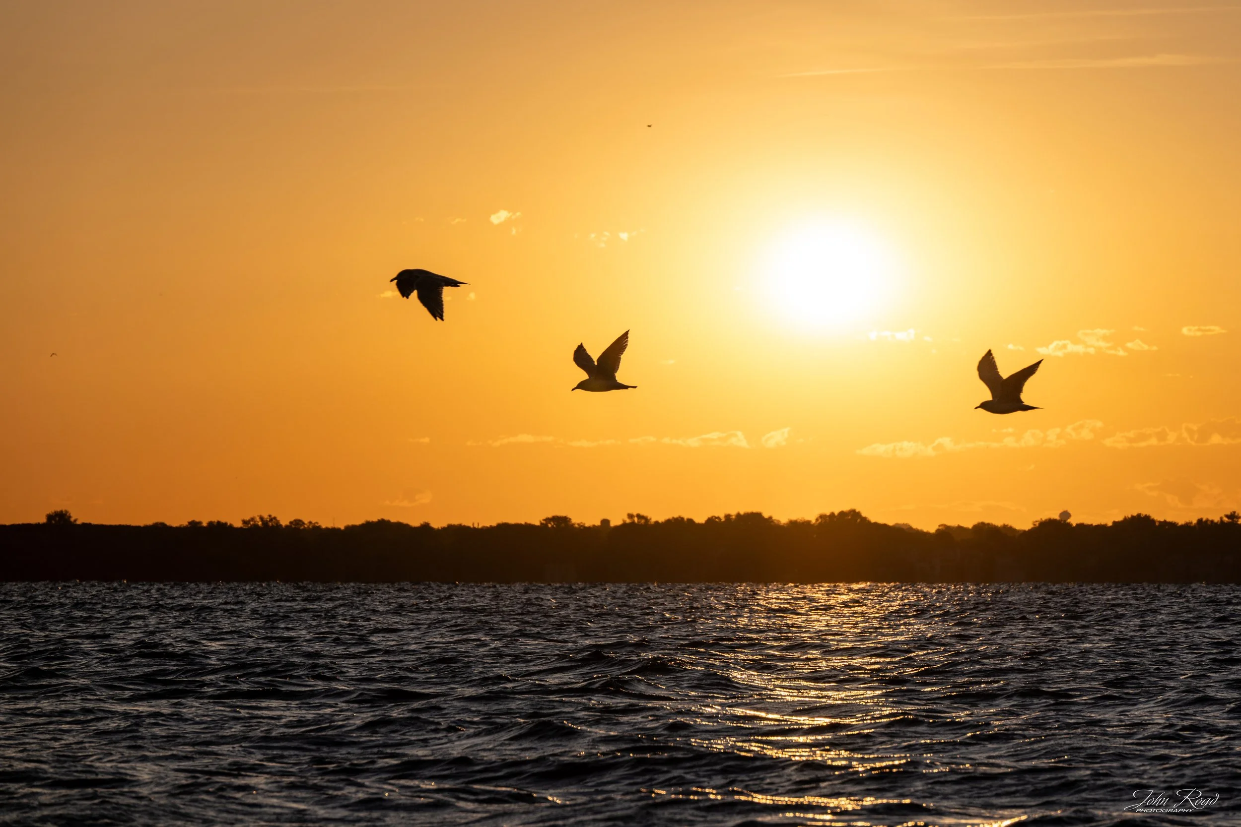Fine art nature photography capturing three birds in flight against a glowing golden sunset over the water. The silhouettes, warm sunlight, and shimmering lake create a peaceful yet dynamic sunrise landscape that combines wildlife photography with fi