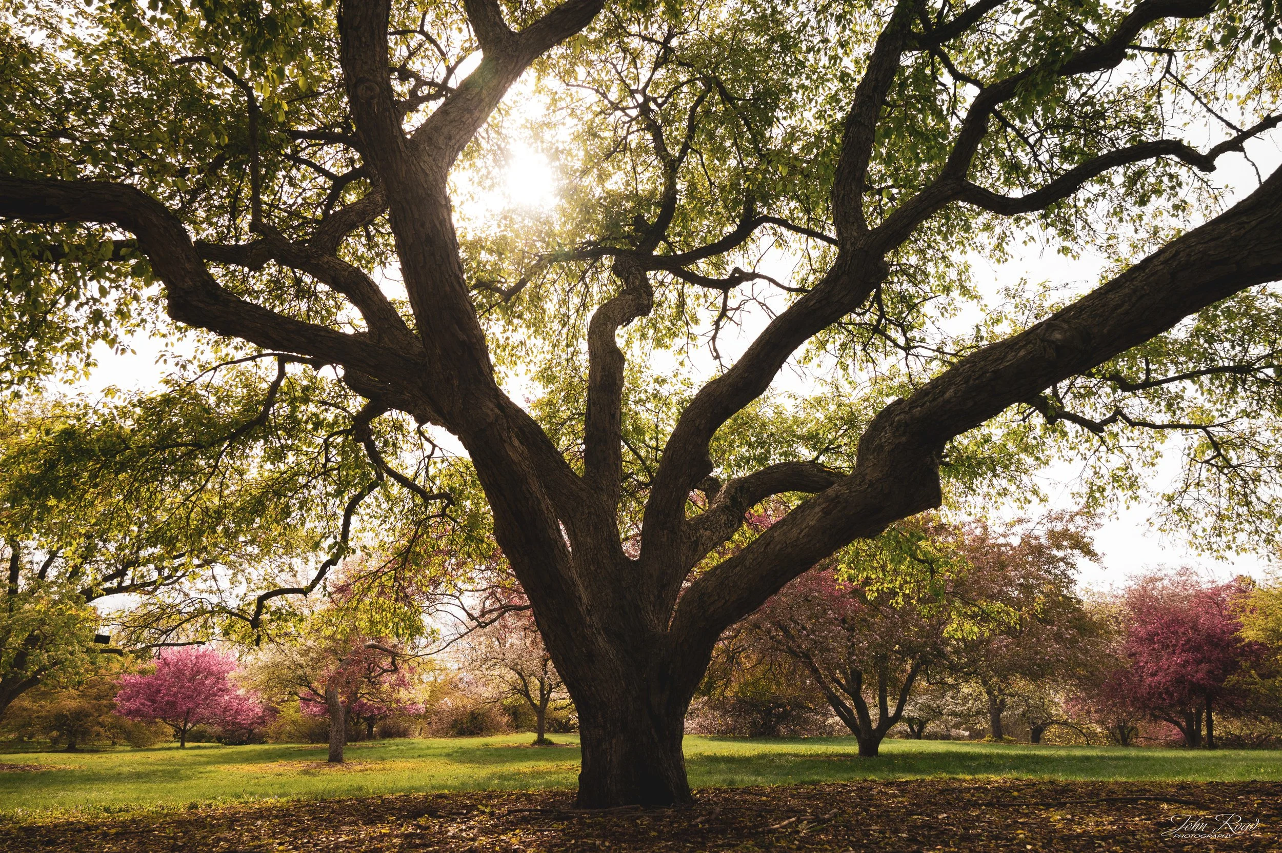 Sunlight filtering through large tree branches with green leaves in a peaceful spring landscape