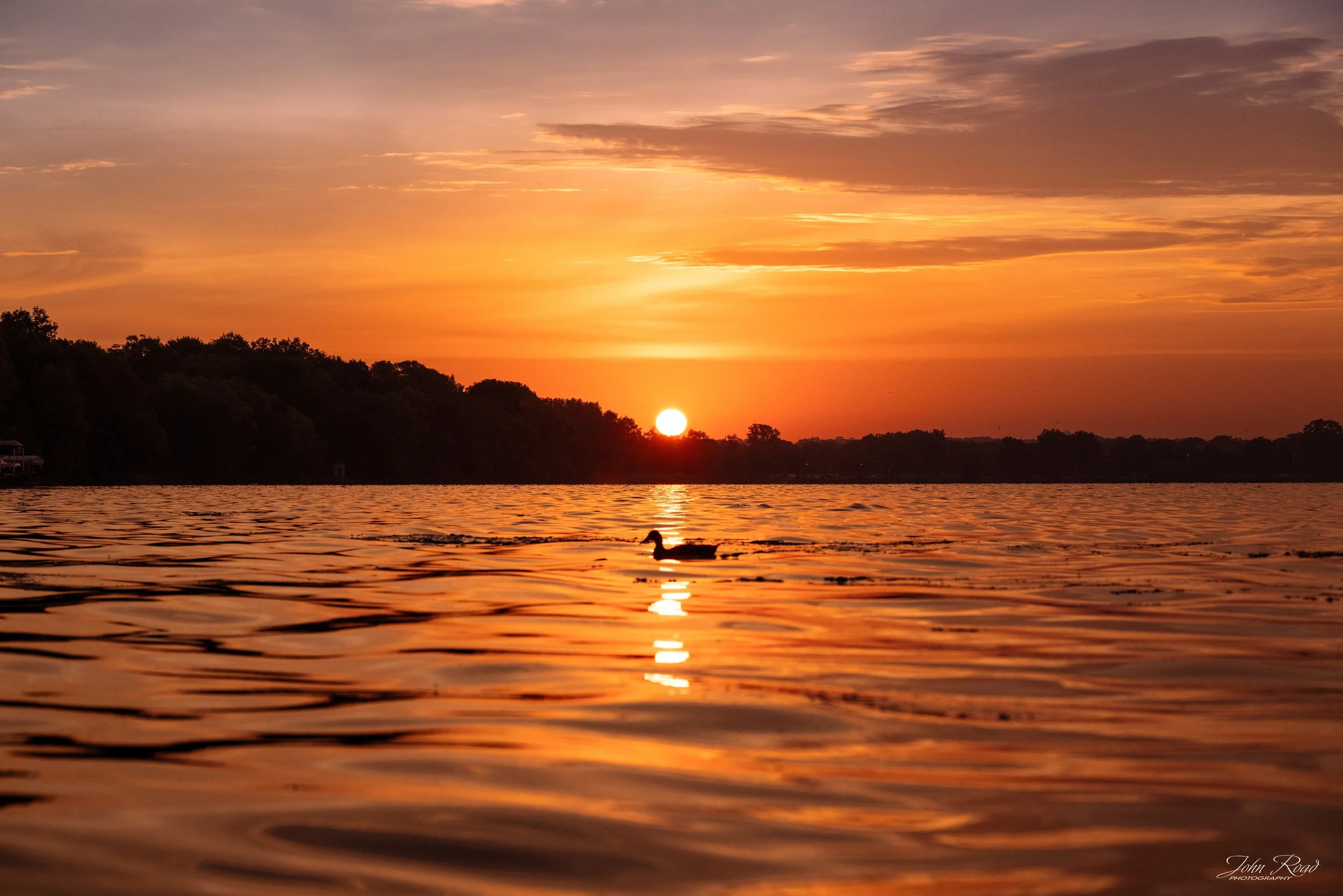 Bird swimming across a lake during a warm orange sunrise