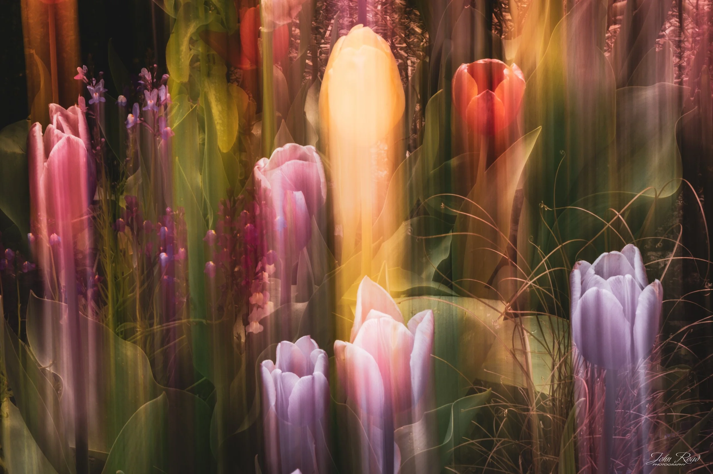An expressive interpretation of tulips shaped by light and motion. Vertical streaks elongate form and color, creating a sense of upward movement and energy. The image explores the beginning of growth and the lift of spring.