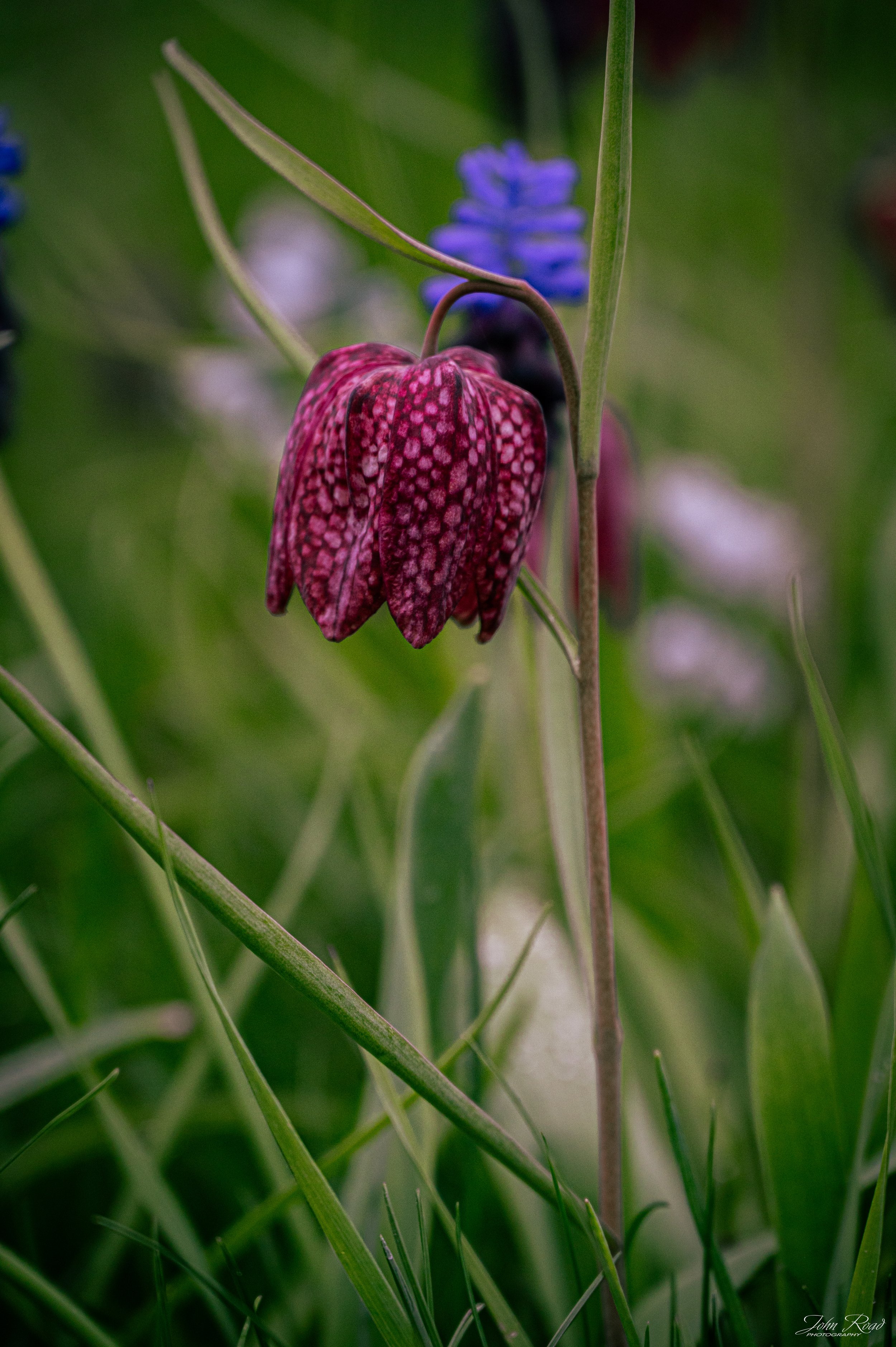 The Art of Blooming.jpg