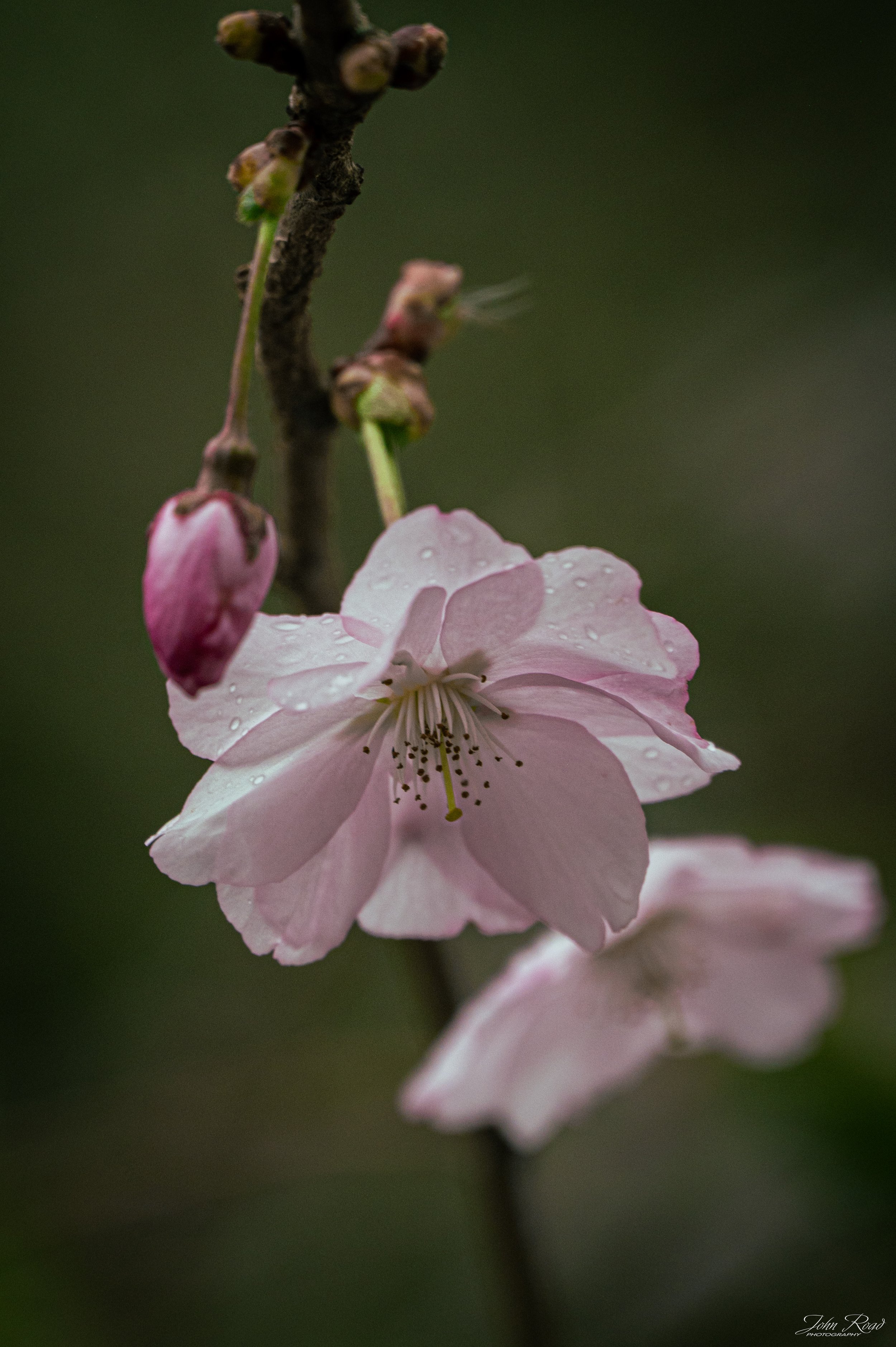 Spring in Full Bloom.jpg