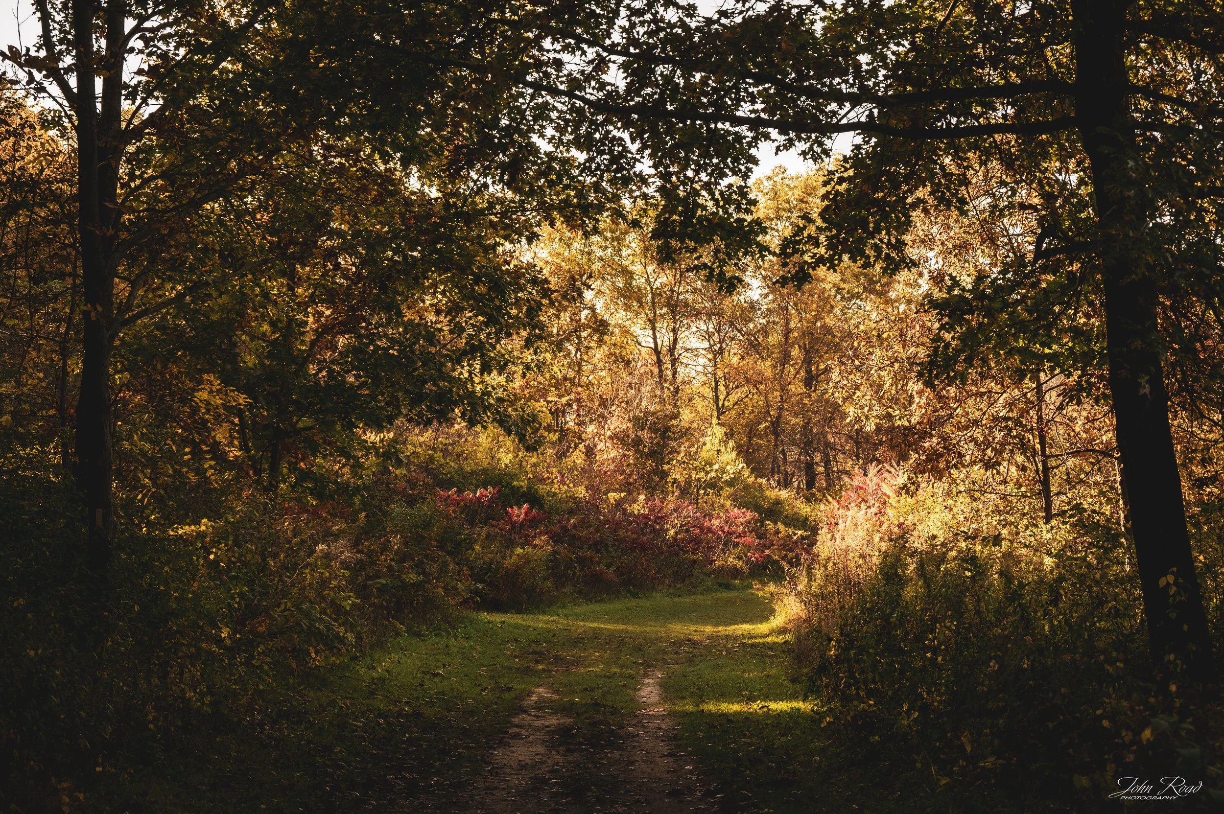 A woodland path illuminated by warm golden autumn sunlight filtering through trees in an Wisconsin forest.