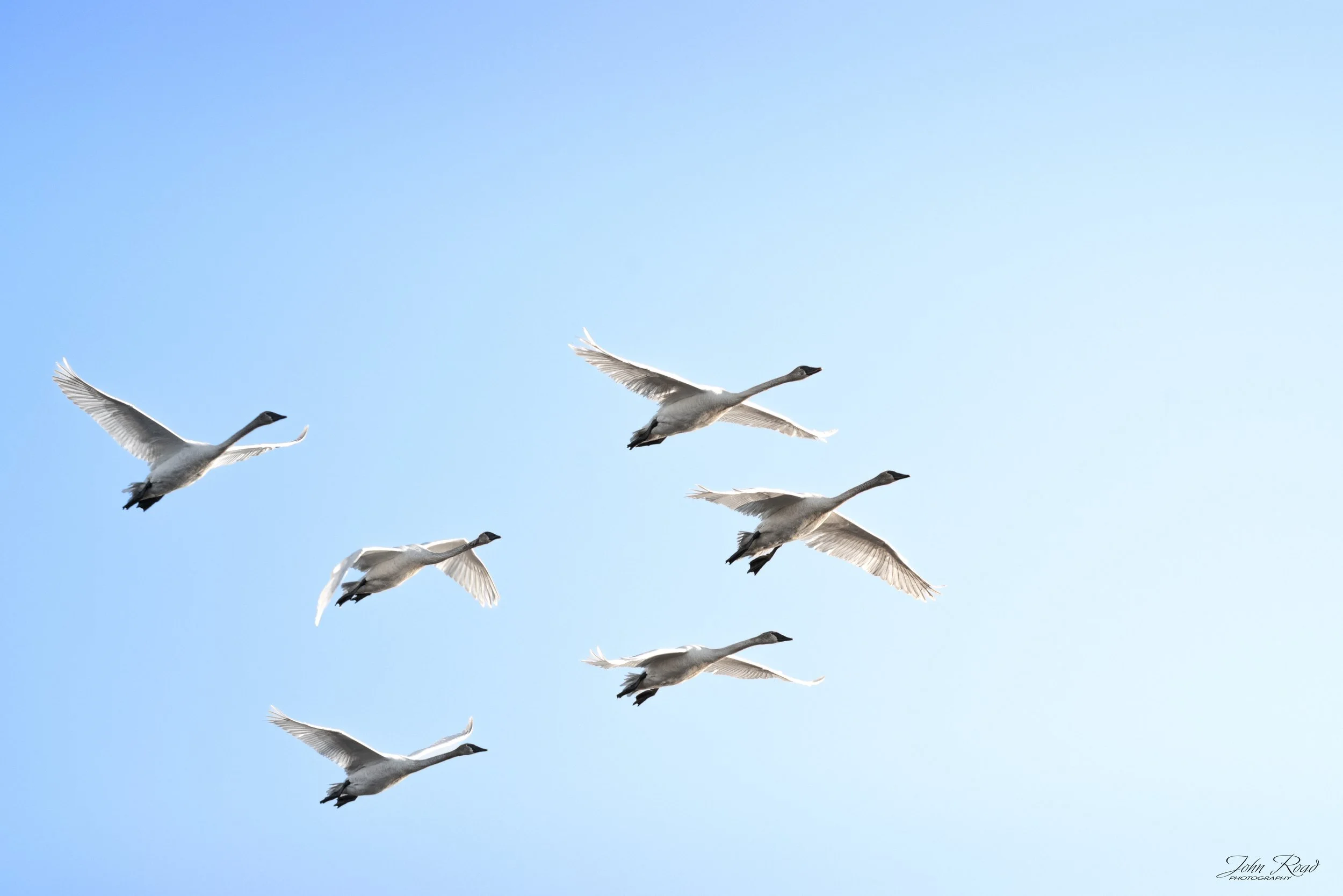 Swans flying across a soft blue morning sky in Wisconsin.