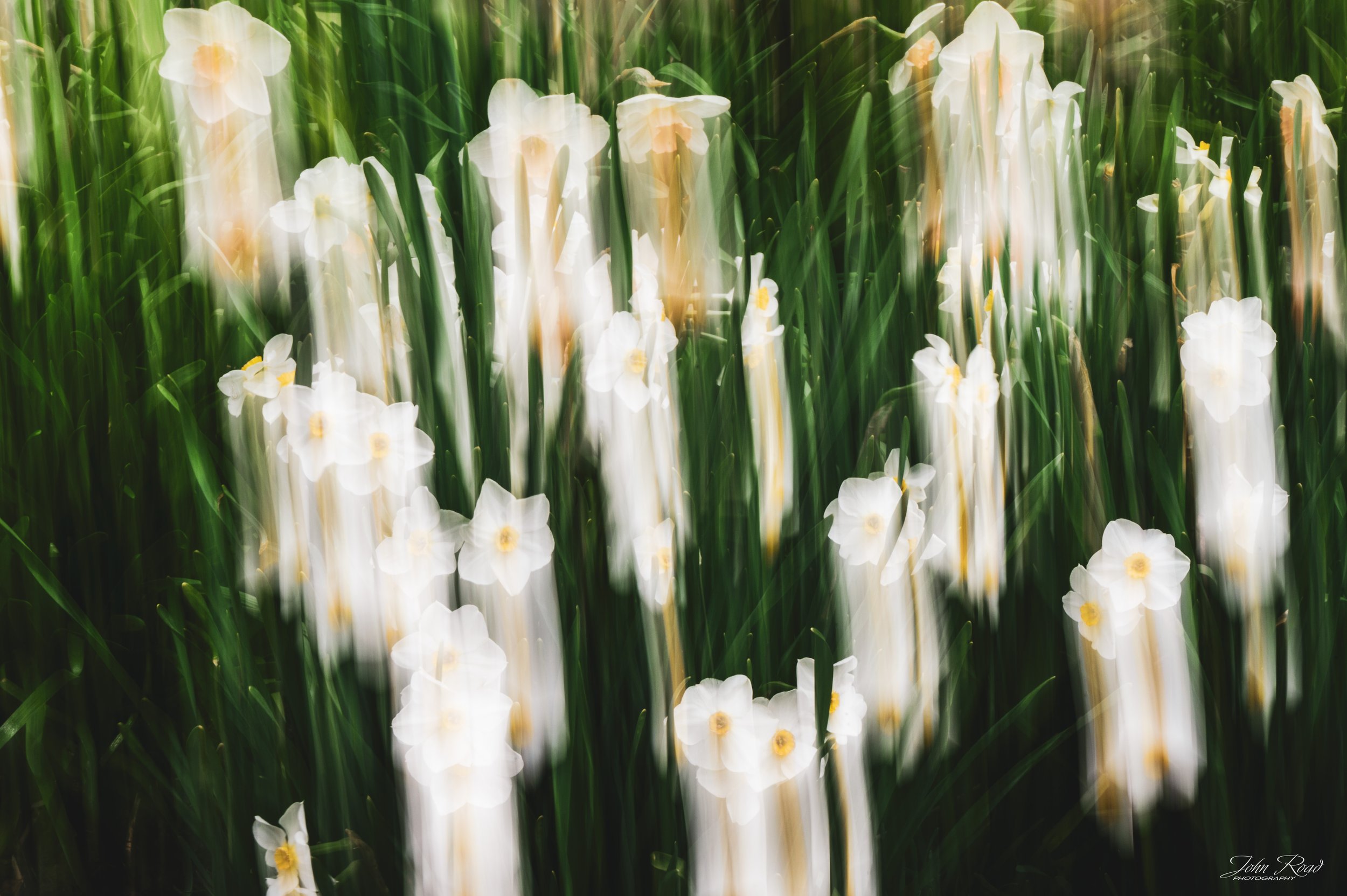A minimalist floral image defined by softness and disappearance. The forms dissolve into light, creating a barely-there presence that emphasizes fragility, transition, and subtle motion.