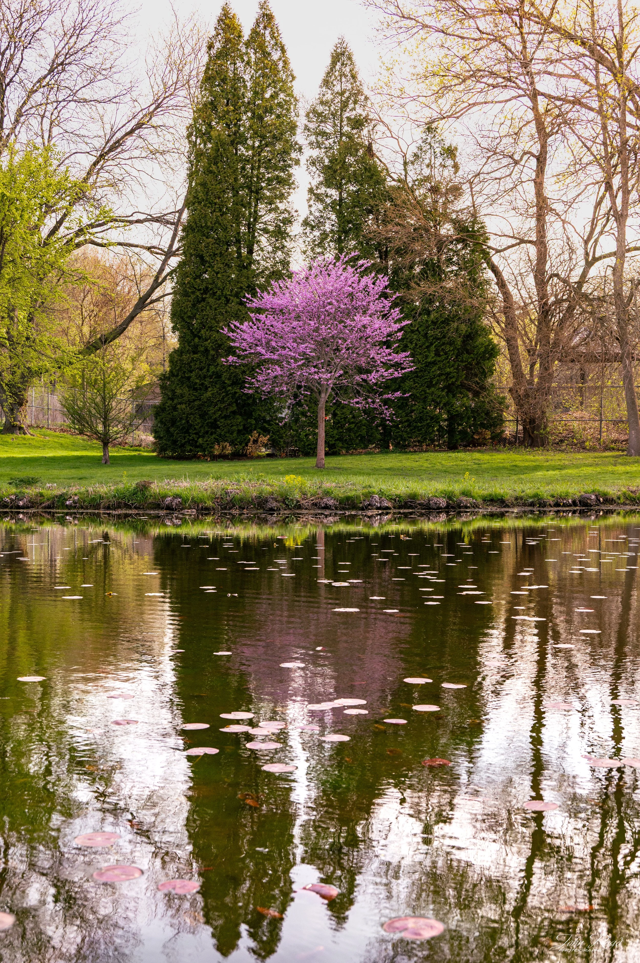 Pink blooming tree reflected in calm water with soft ripples and surrounding greenery