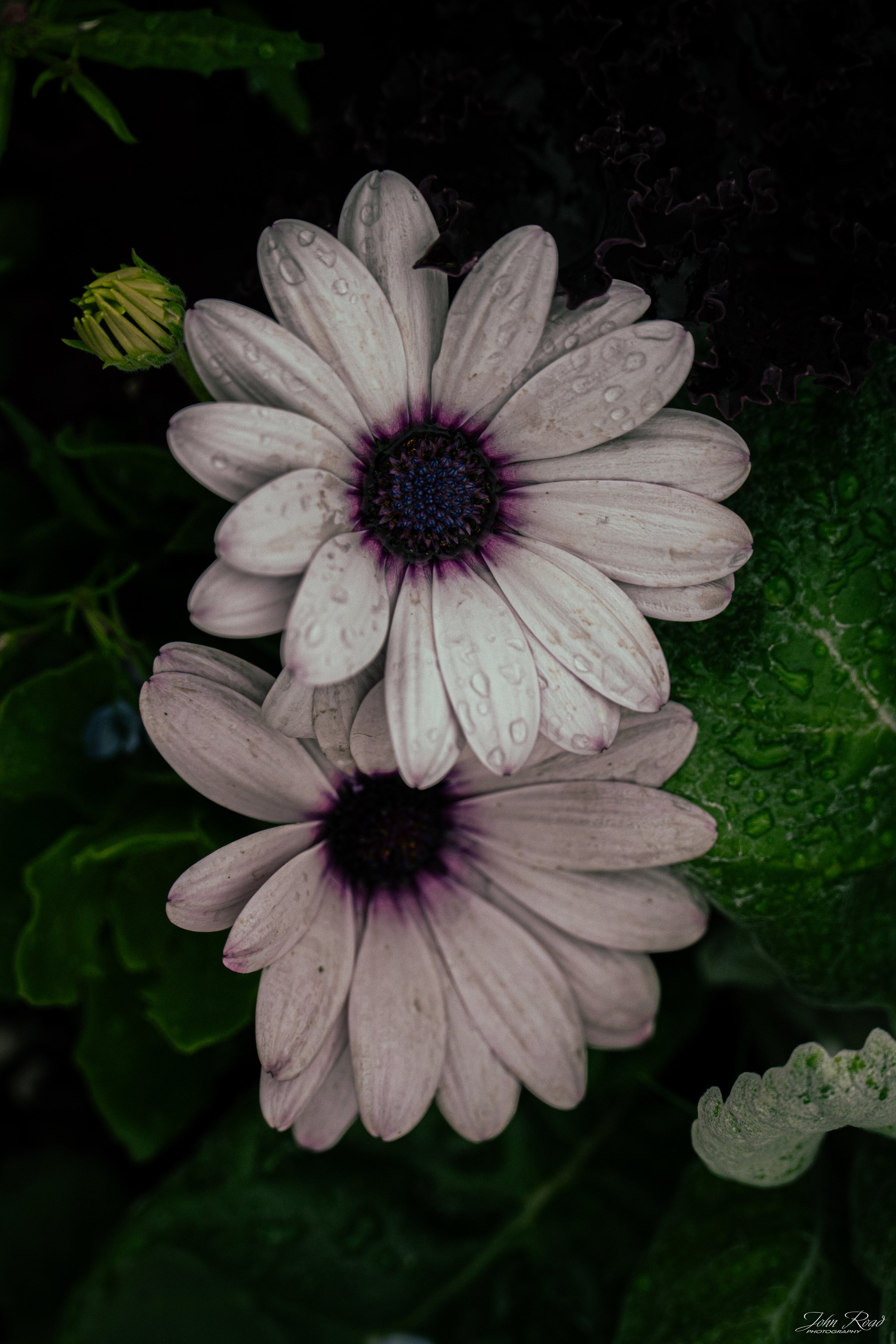 Petals Under the Rain.jpg