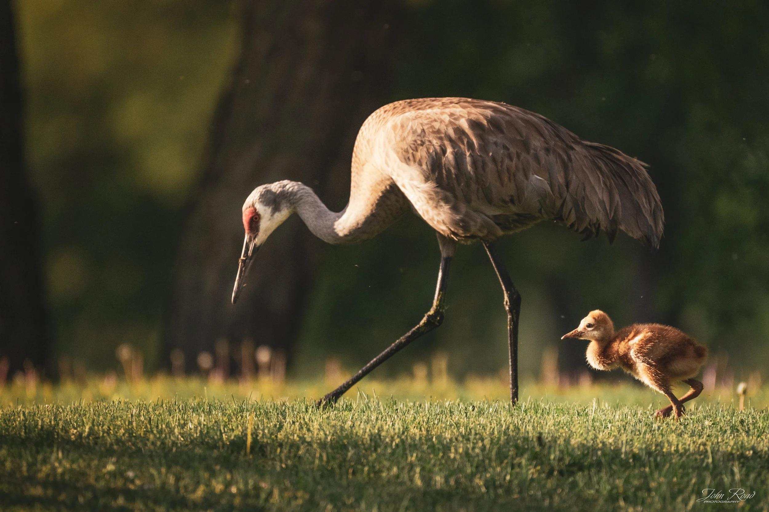 Sandhill crane walking beside her young chick through sunlit grass