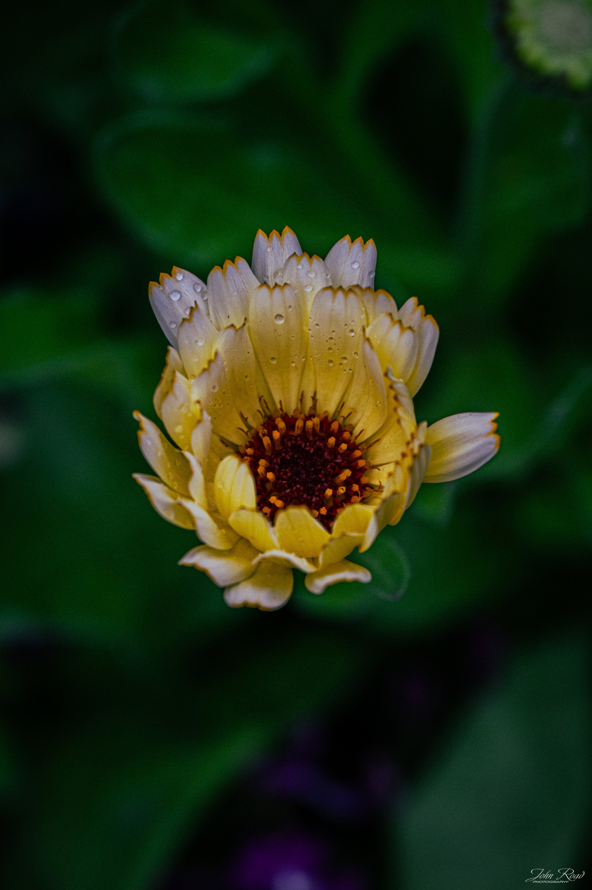 In the Silence of the Garden.jpg