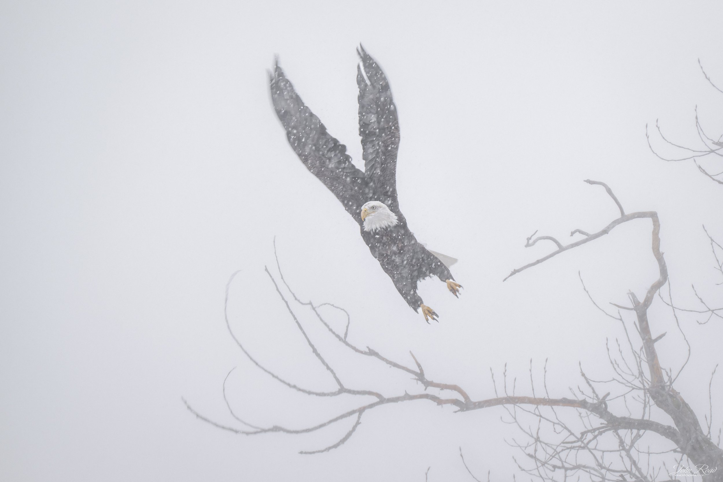Bald eagle taking off from a branch during snowfall, wings extended in winter, fine art wildlife photograph