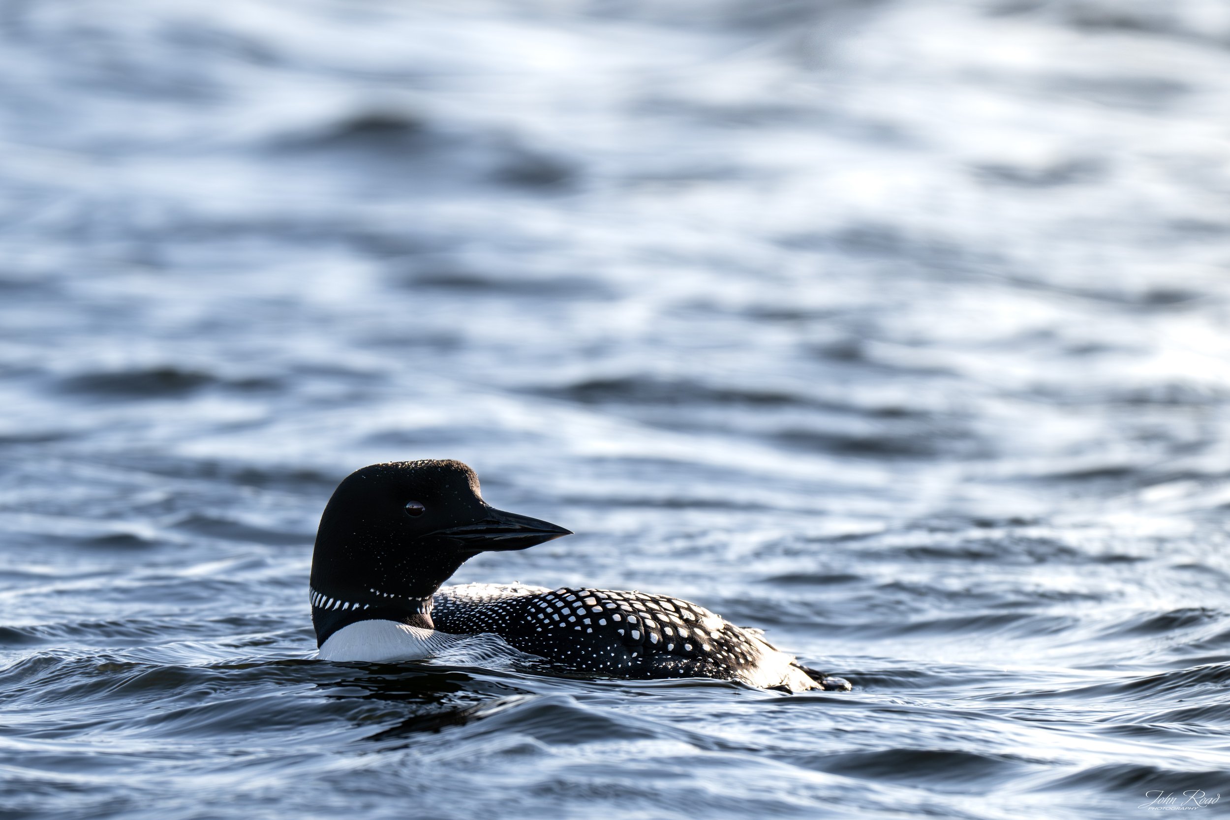 Common loon swimming on rippled water with soft light reflecting on its patterned feathers