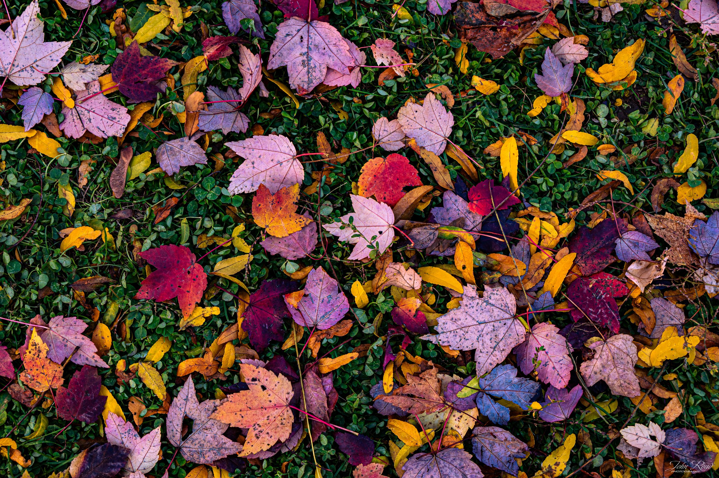 Fall Colors.jpg