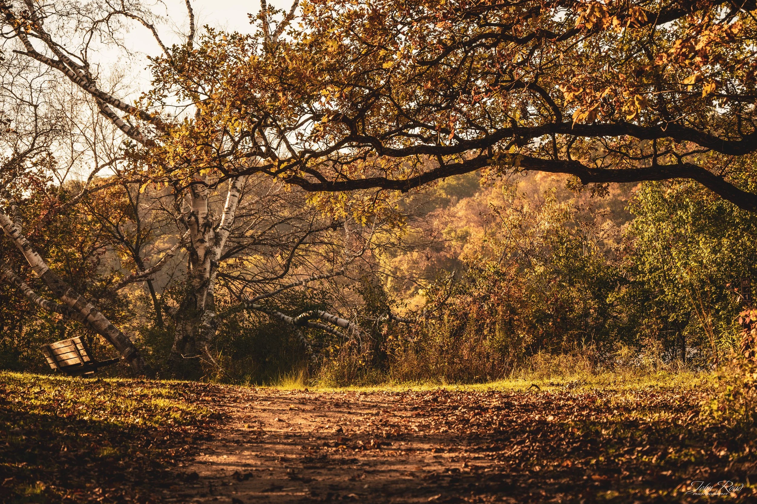 Golden autumn leaves and twisting tree branches form a canopy above a leaf-covered woodland path in Wisconsin.