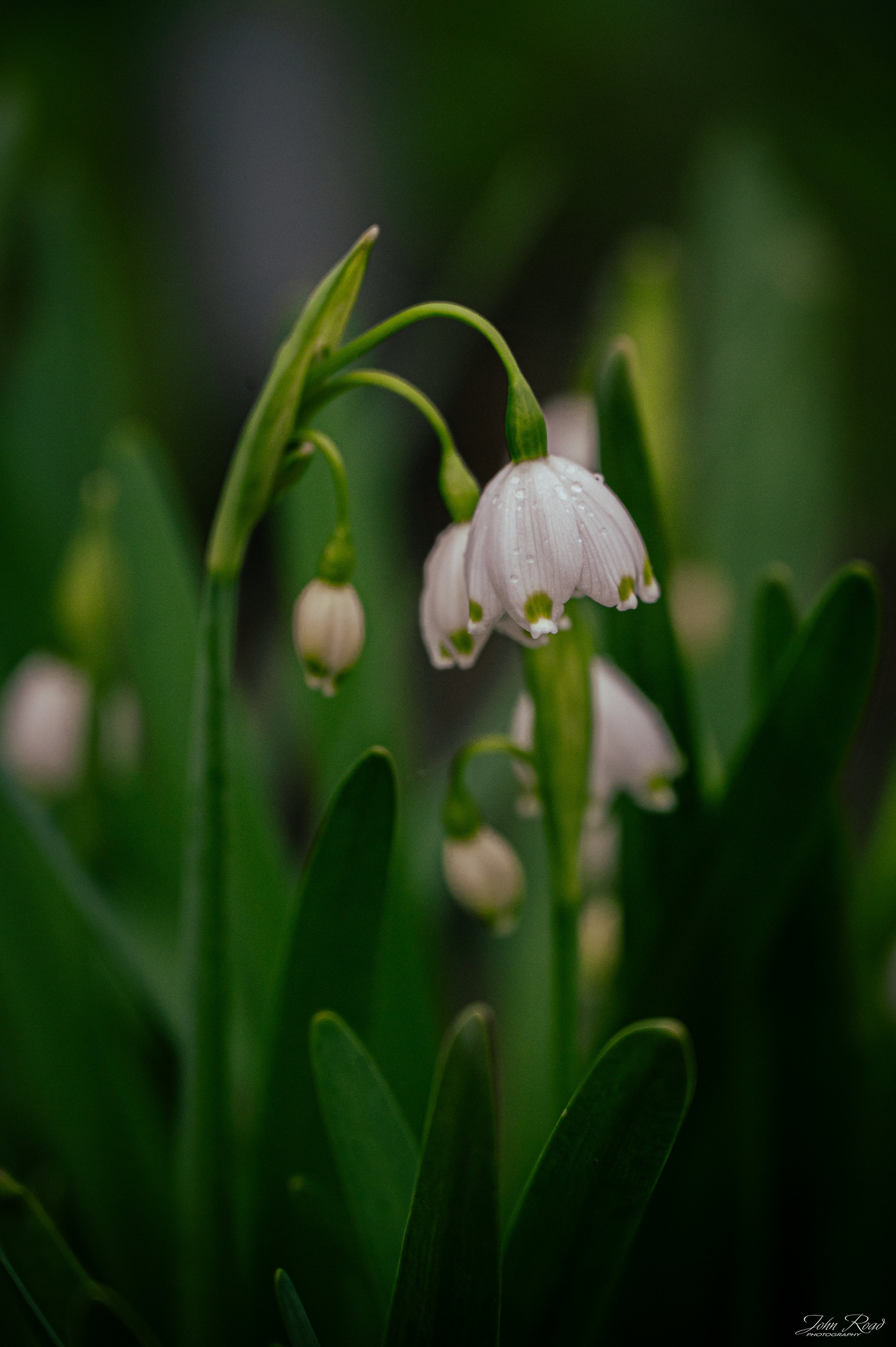 Flowers That Tell Stories.jpg