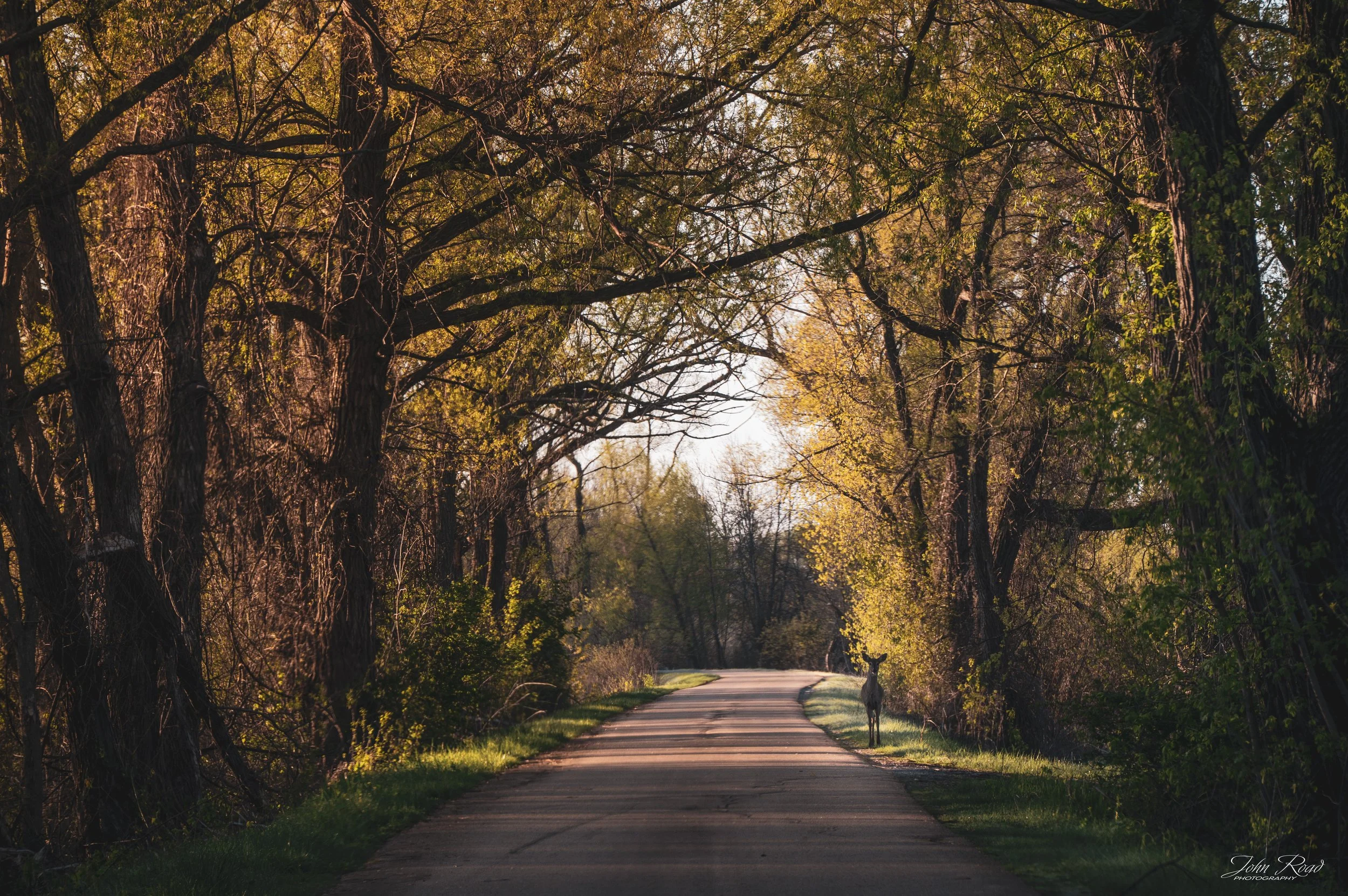 A collection of atmospheric fine art nature photography captured throughout Wisconsin wetlands, forests, and quiet backroads. This gallery explores themes of stillness, solitude, soft morning light, and the hidden beauty of wildlife within peaceful n