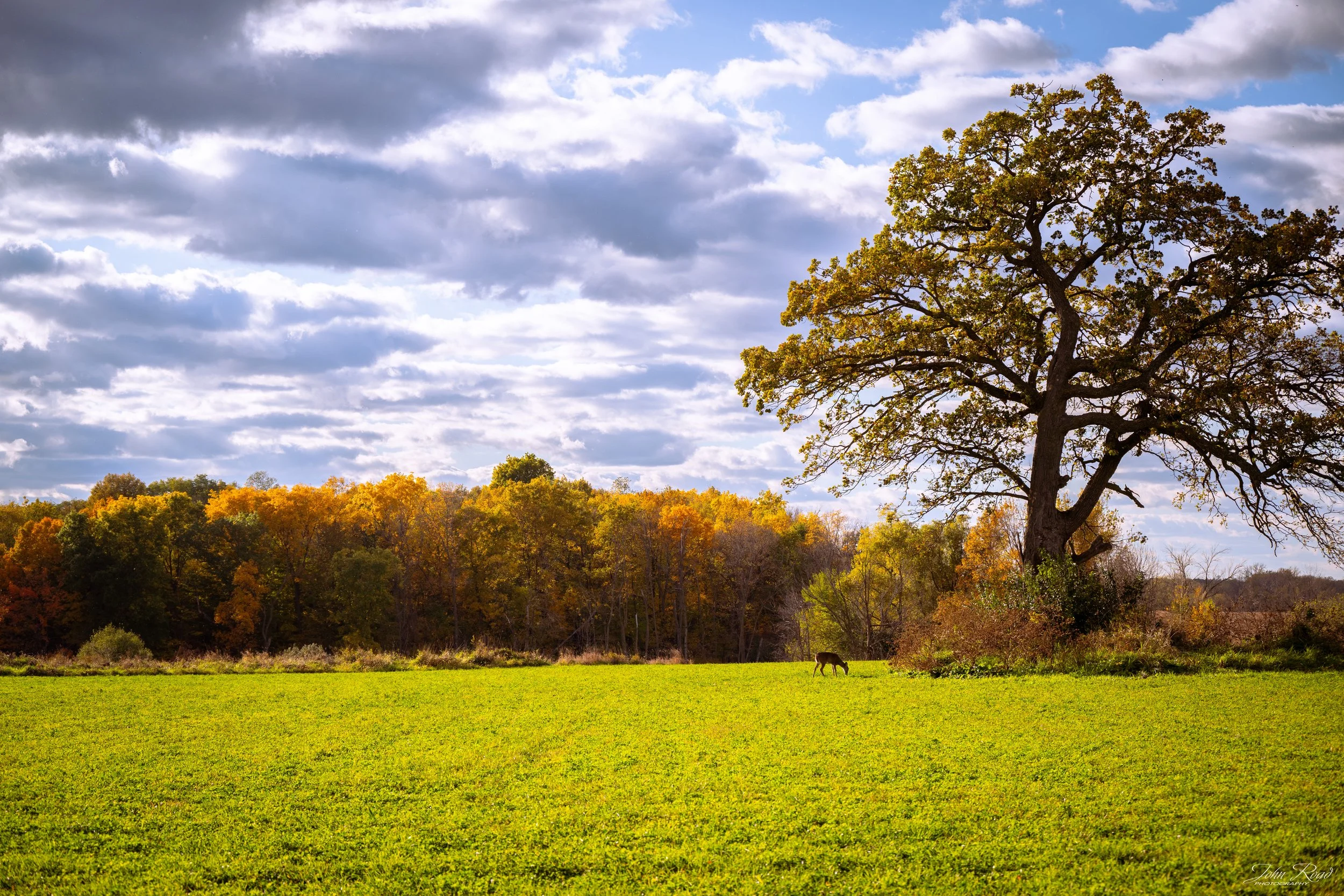 Lone tree in a green field surrounded by autumn foliage under a dramatic sky, photographed in Wisconsin by John Road.