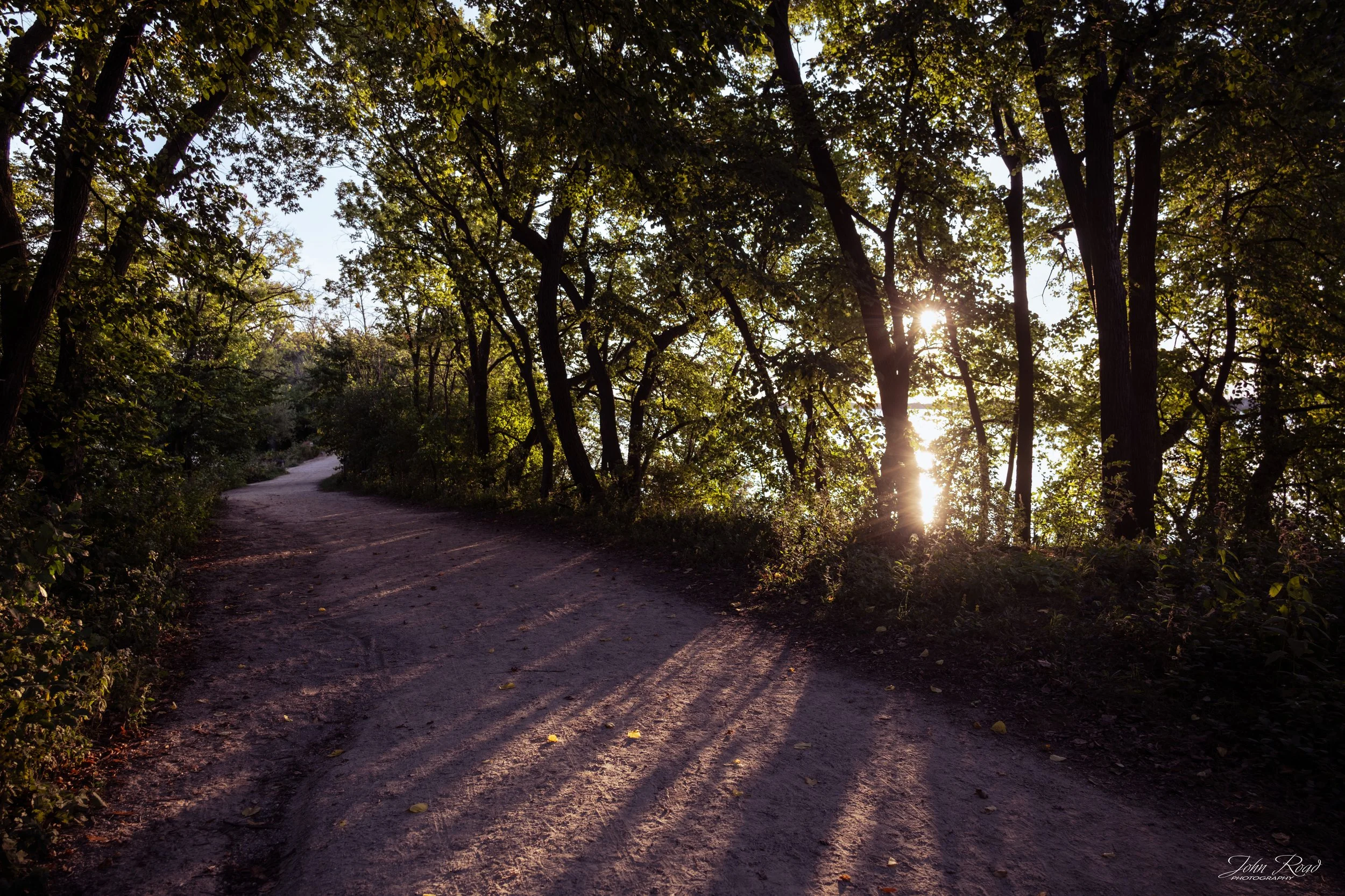 Forest path illuminated by warm sunlight filtering through the trees