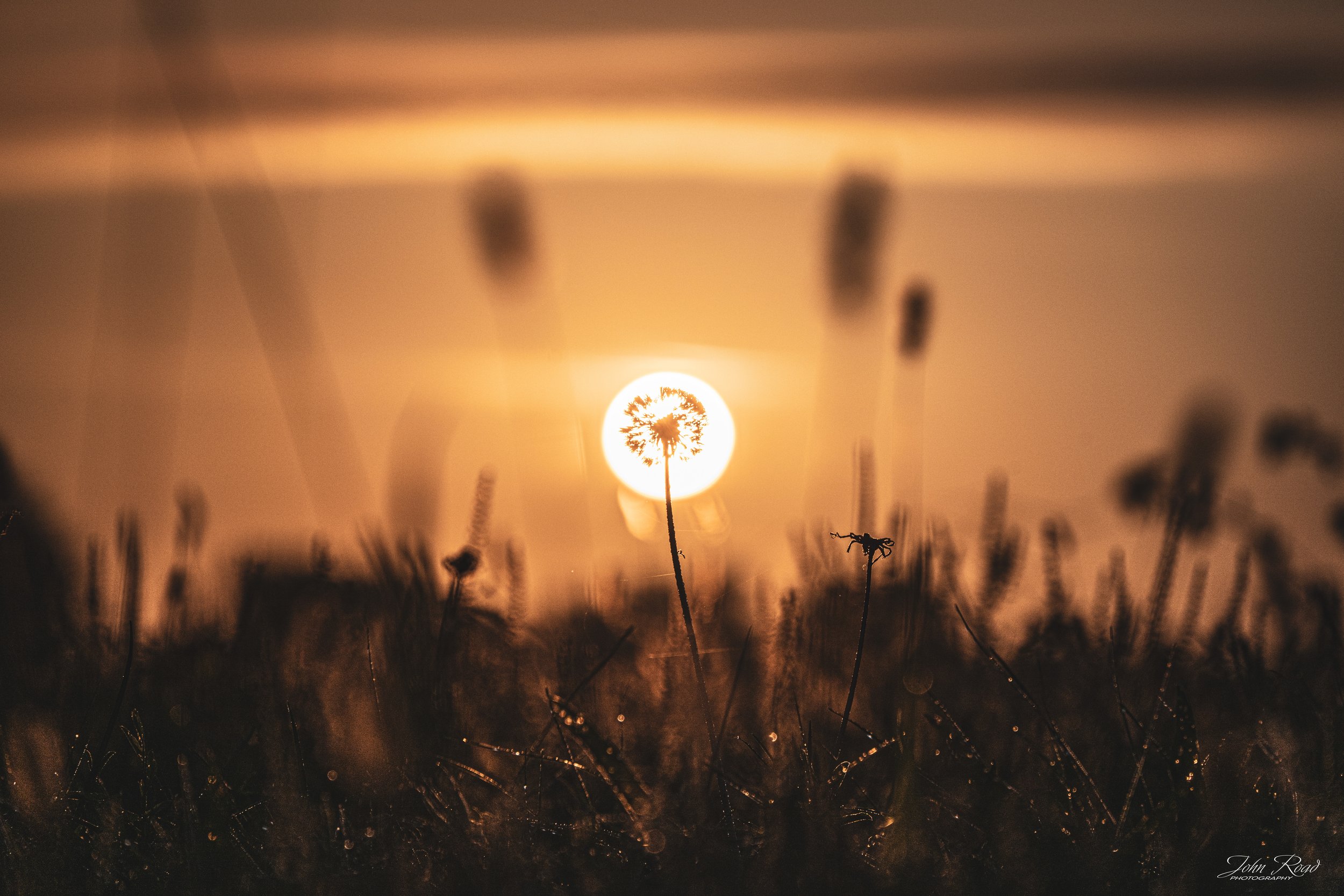 Dandelion seed head silhouetted against the warm rising sun in a field