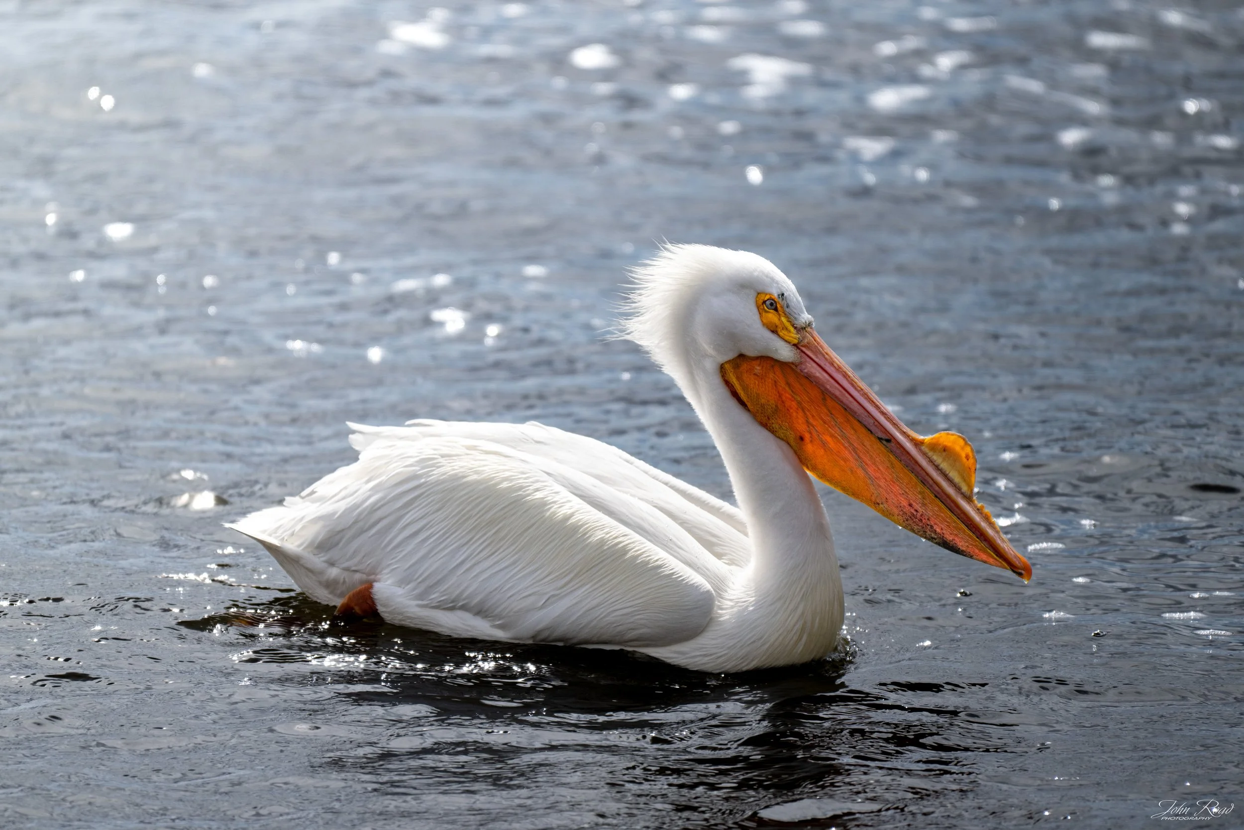 American white pelican floating on water with soft ripples and natural light