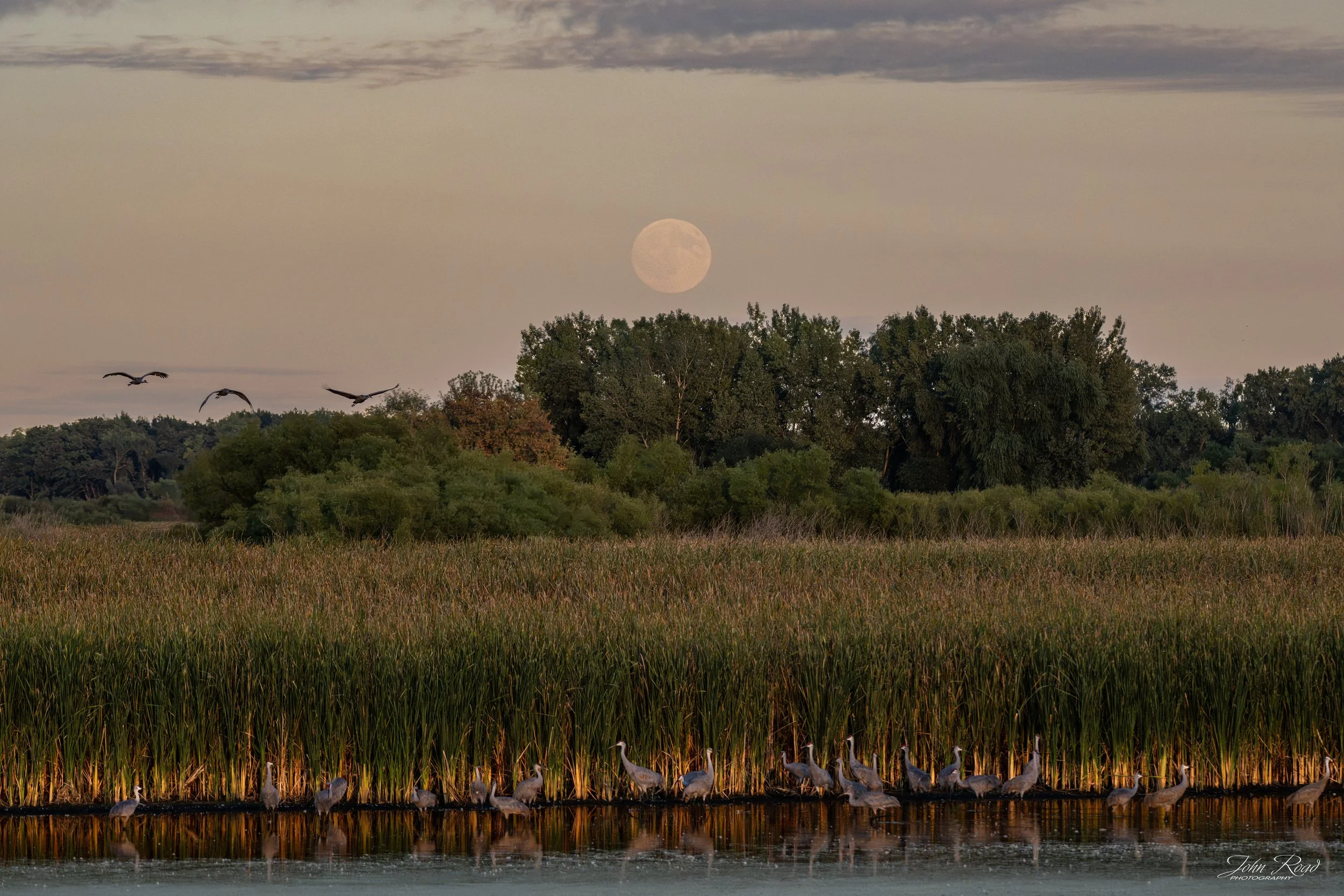 Moonrise at the Marsh