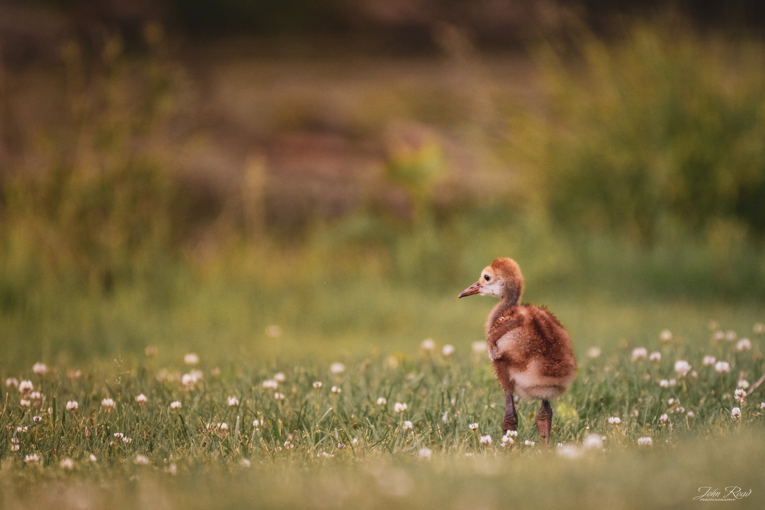 A young Sandhill Crane chick takes its first steps through a sunlit meadow, surrounded by soft grass and delicate white flowers. Its small size and curious expression capture the quiet wonder of new life in nature. With a dreamy background and gentle