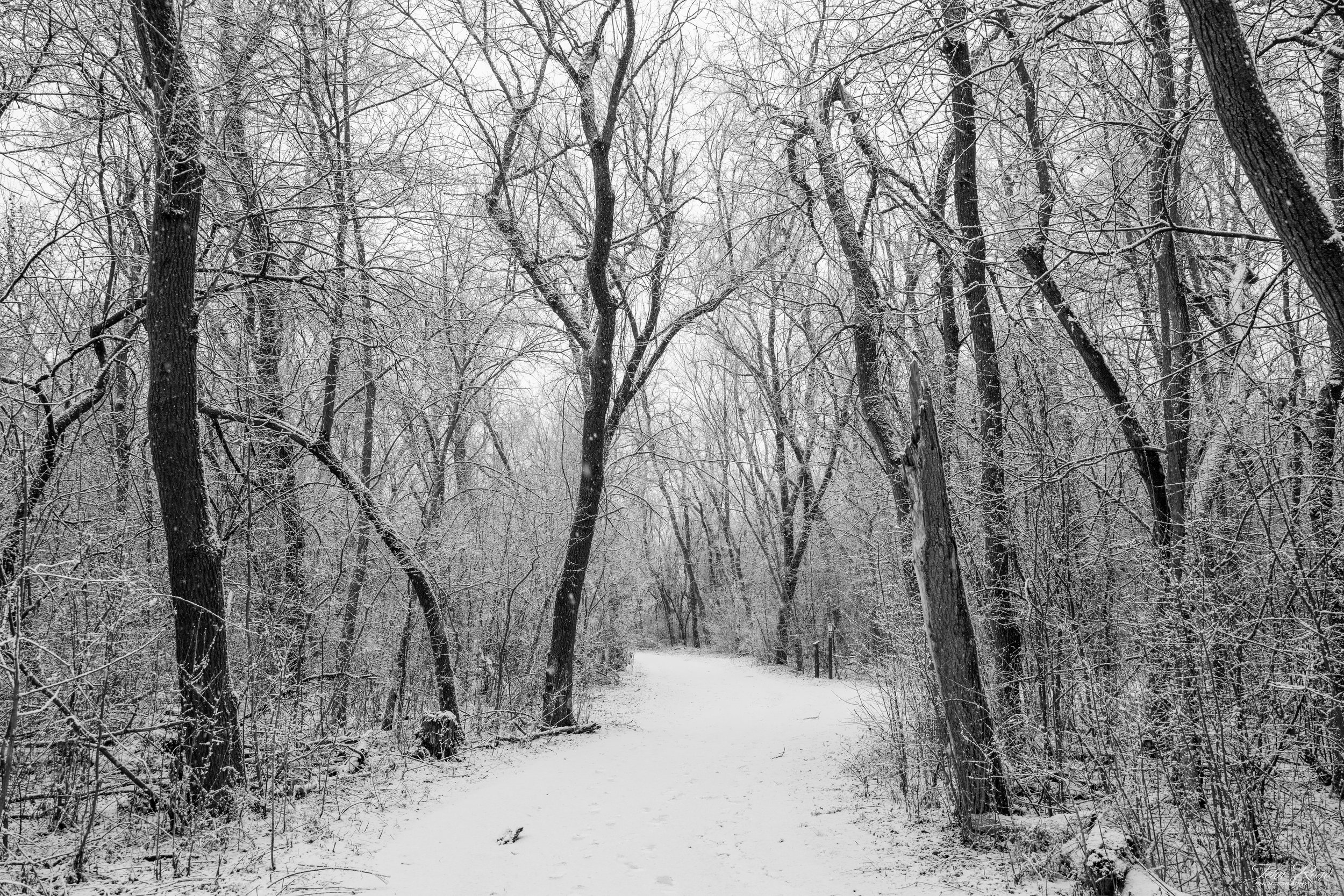 Black and white photo of a snowy forest path curving through winter trees.