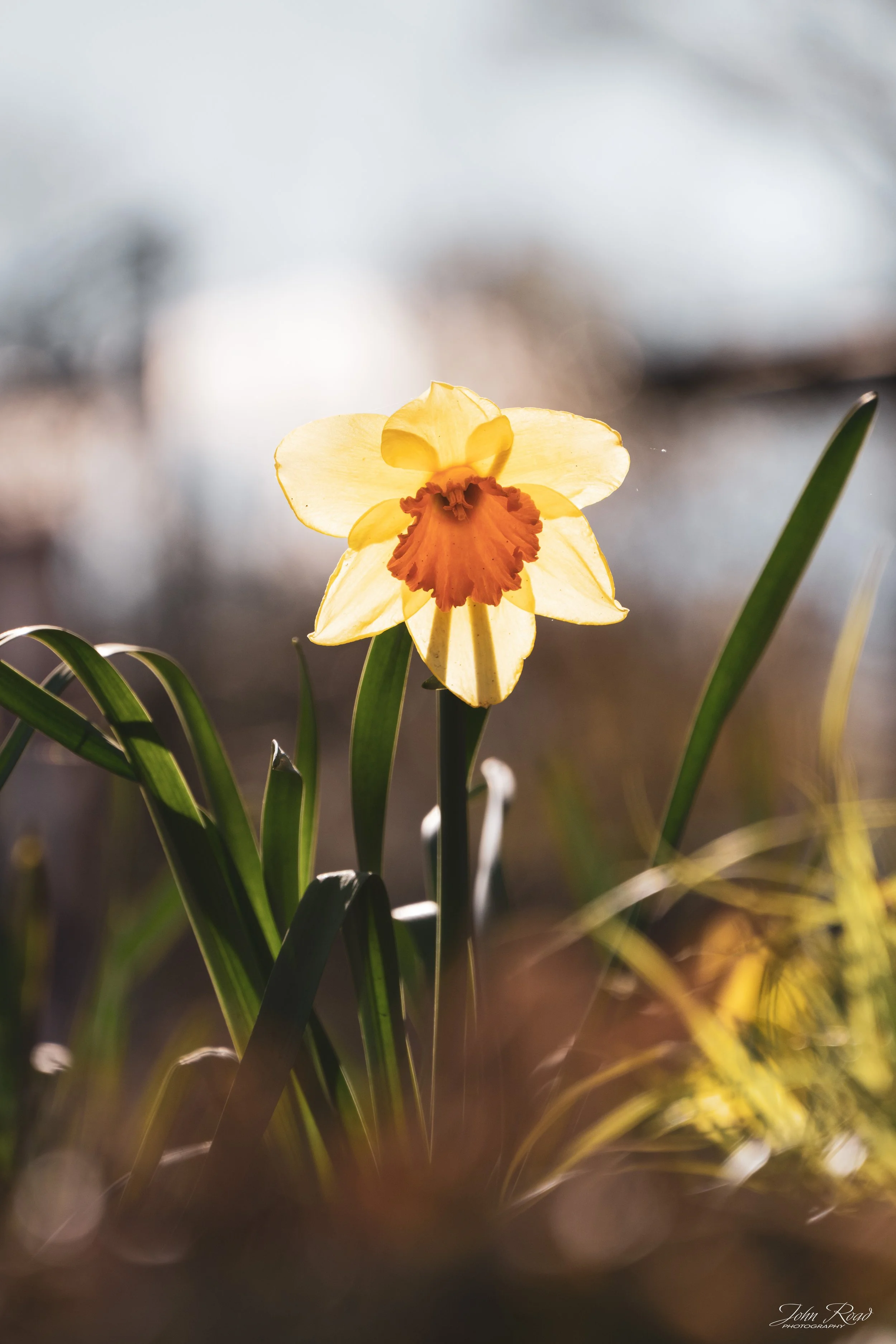 Yellow daffodil flower illuminated by sunlight with soft blurred background