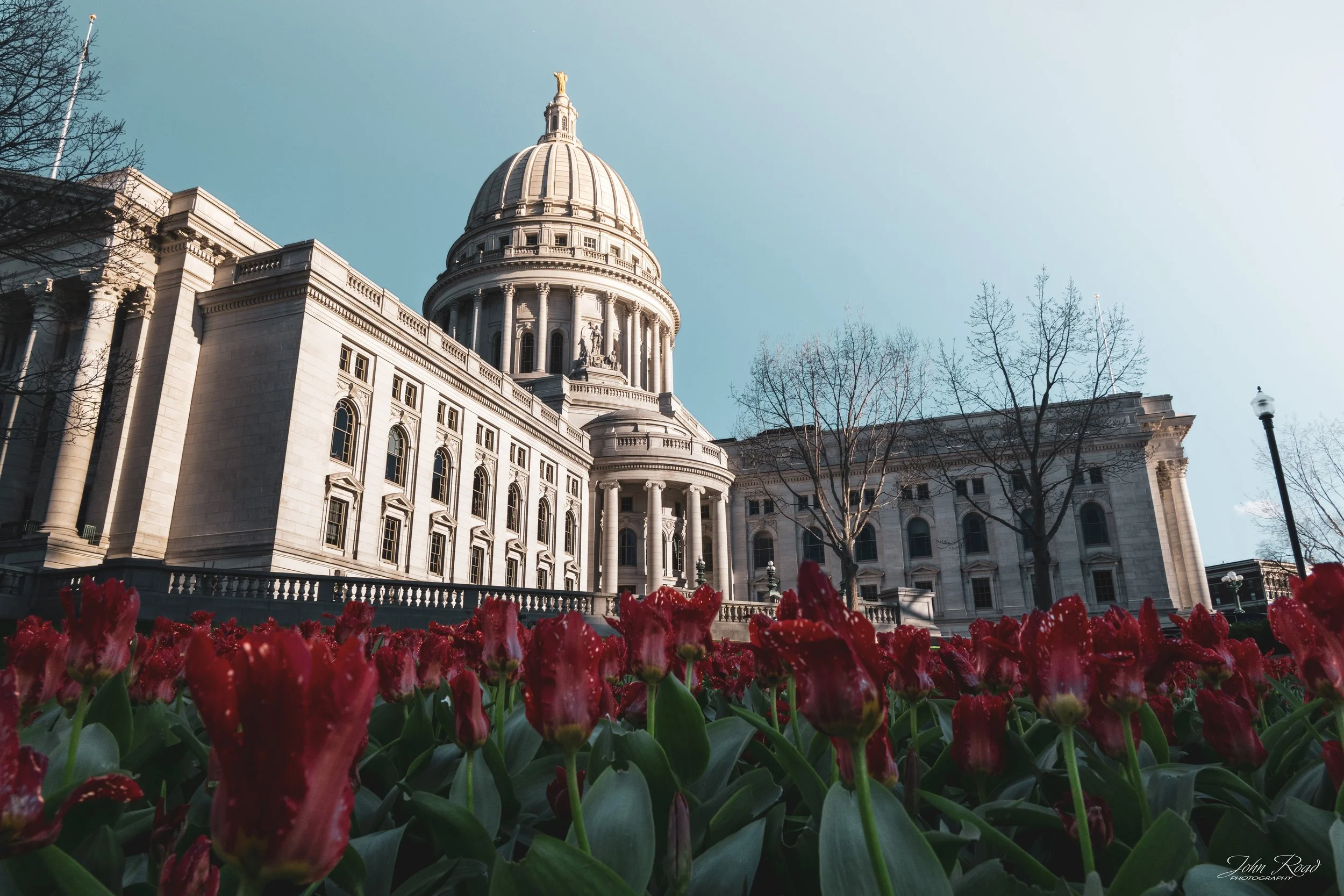 Red tulips in bloom in front of a capitol building under clear blue sky