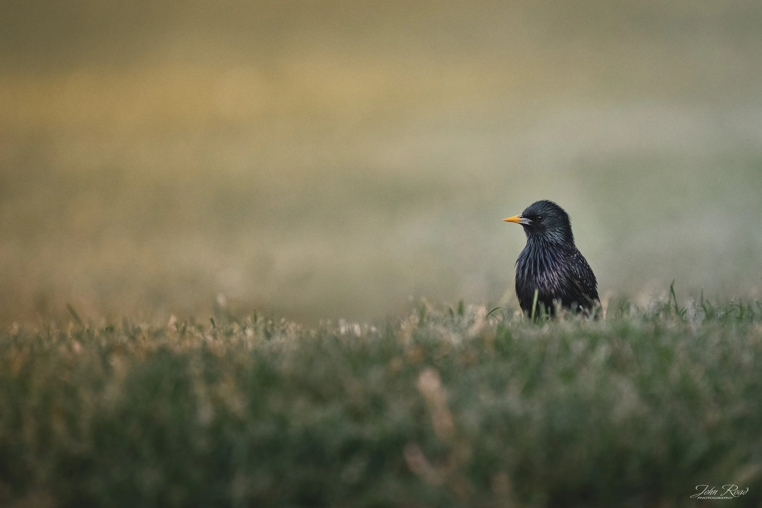 European starling standing quietly in a sunlit grassy field