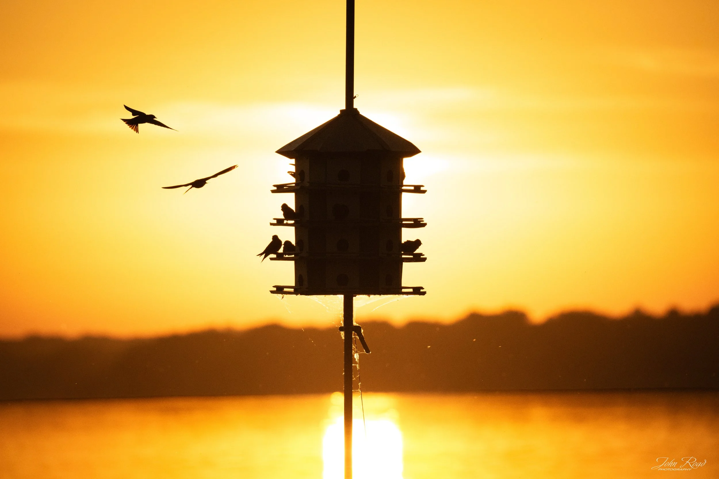 Home at First Light captures the quiet beginning of a new day as birds gather around a lakeside birdhouse bathed in warm morning light. Silhouettes, golden reflections, and the first activity of dawn create a peaceful scene that celebrates the connec