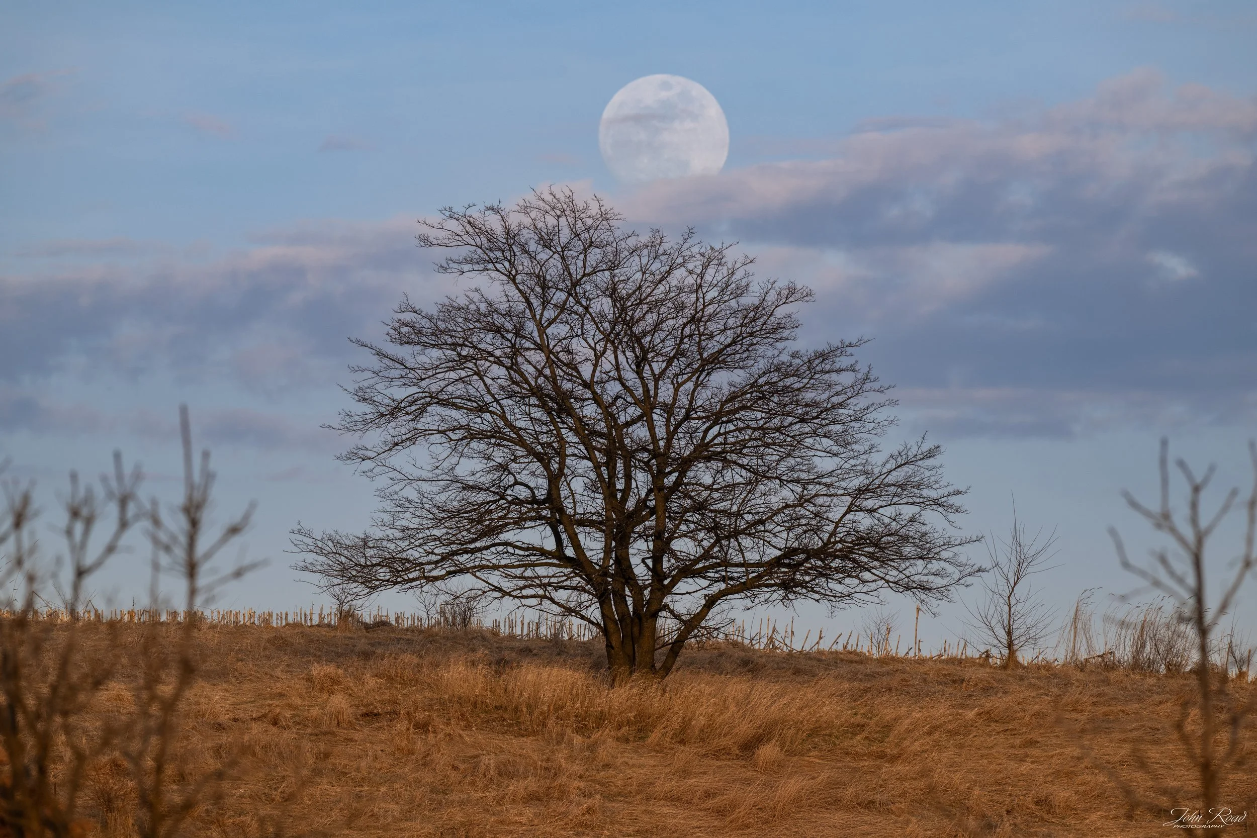 Full moon rising above a lone tree on a grassy hill under a soft evening sky