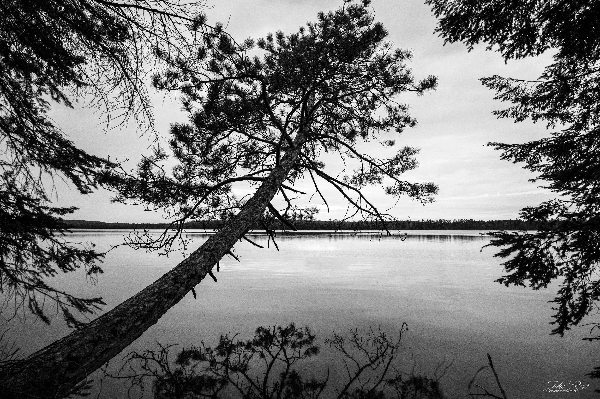 Black and white photograph of a leaning pine tree along a calm lakeshore with reflections on still water.