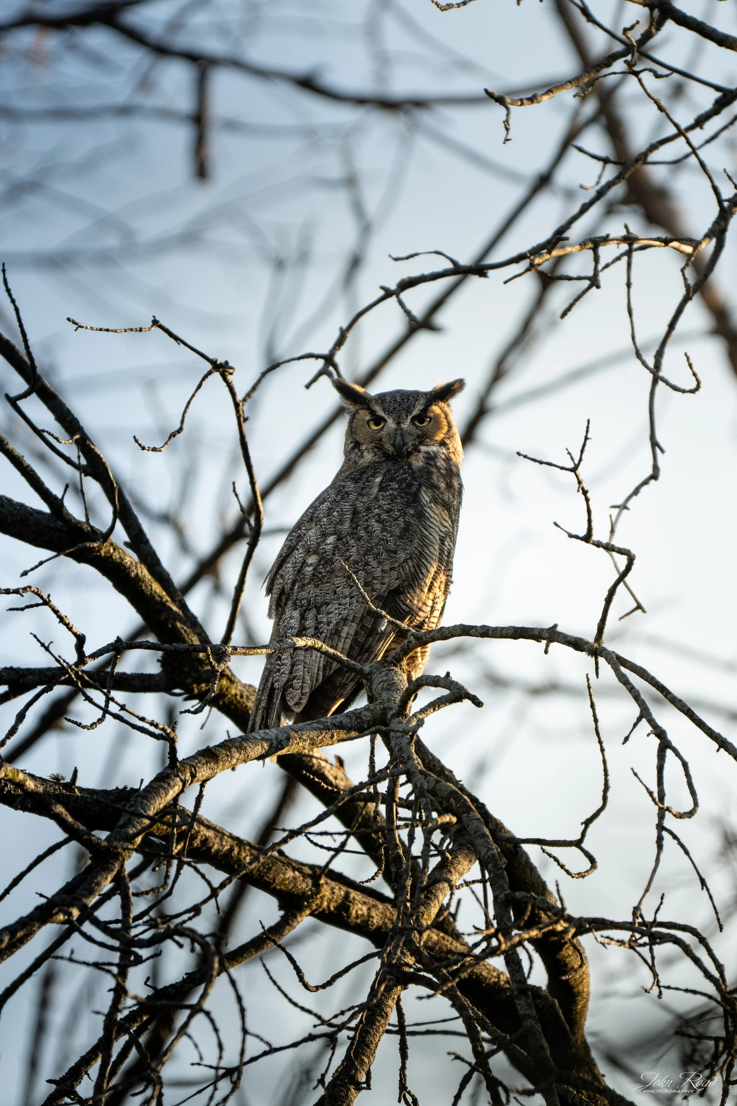 Great Horned Owl perched among tree branches in warm morning light