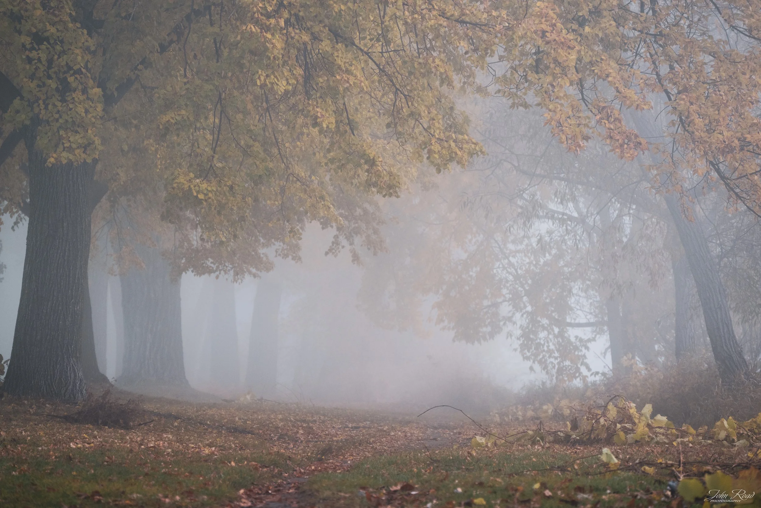 Fine art photograph of a golden autumn trail fading into soft fog and morning light, captured by John Road.