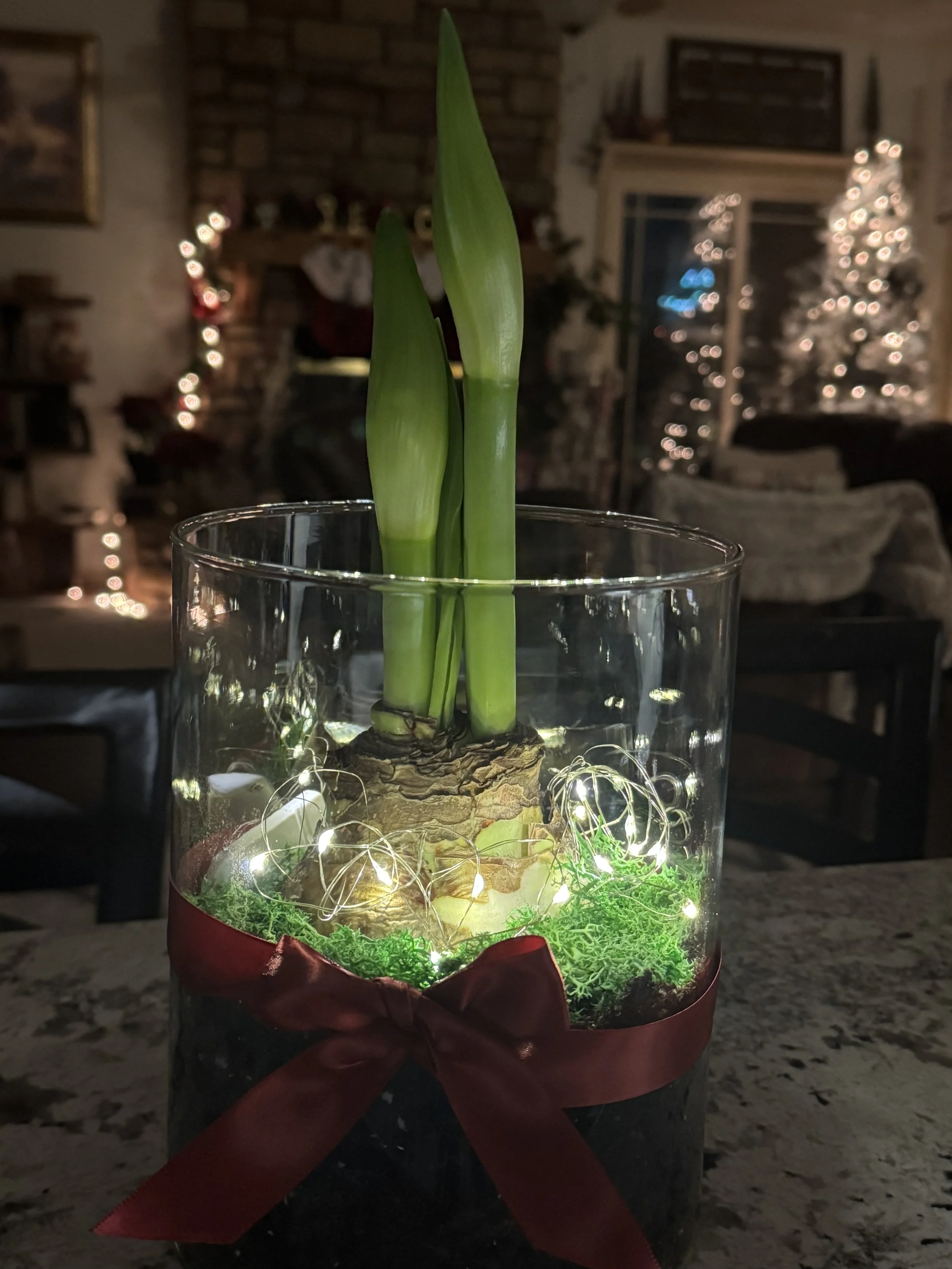Amaryllis in a vase with fairy lights at Christmas time.