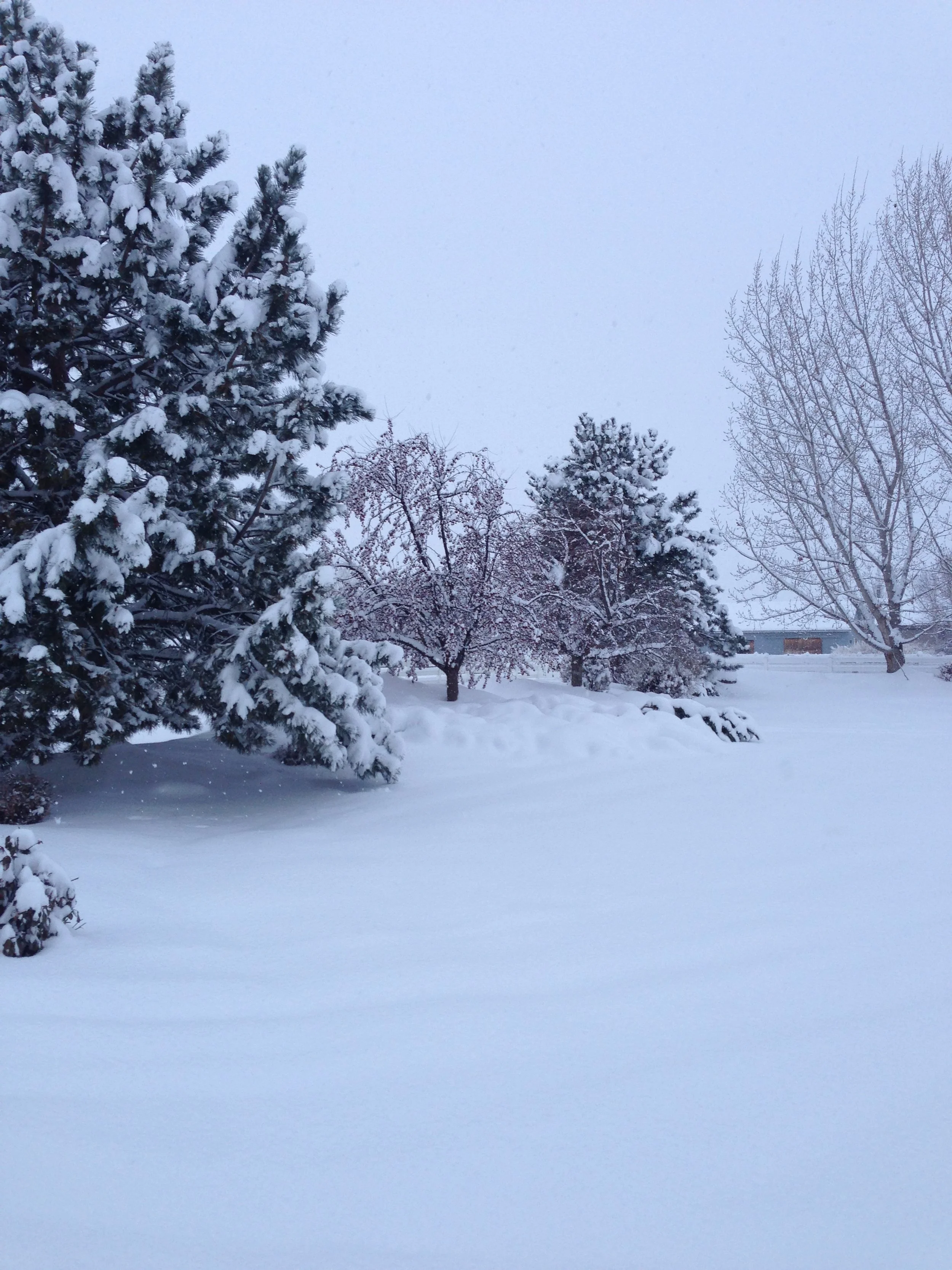 Winter Solstice: Trusting the Rhythm of Nature and the Quiet Return of Light