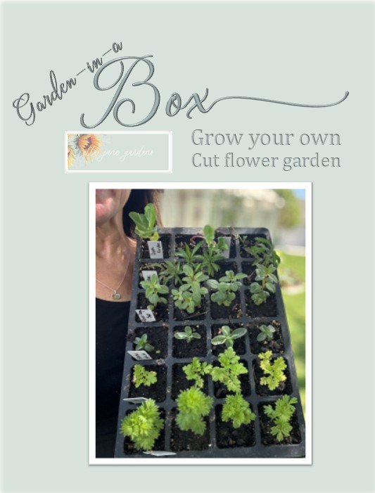 cutflower garden in a box.jpg