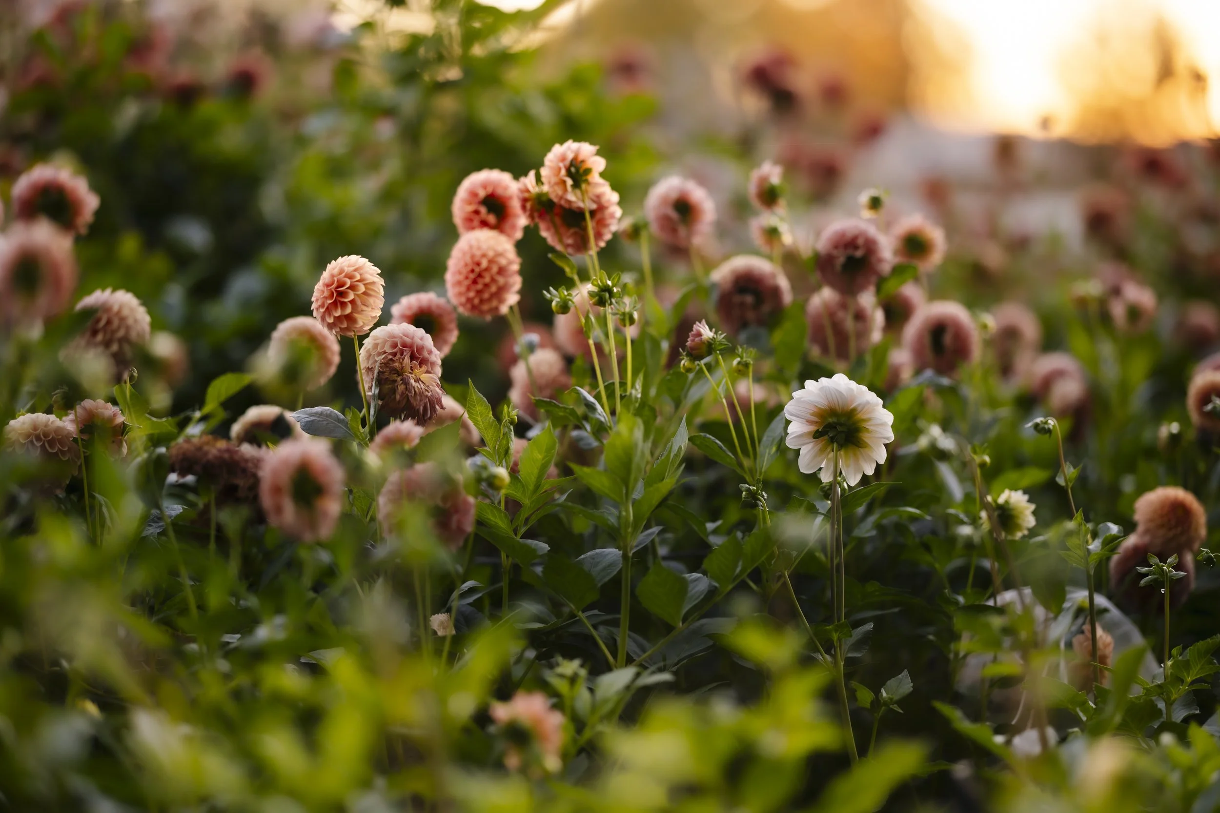 A Guide to My Three Flower Seasons