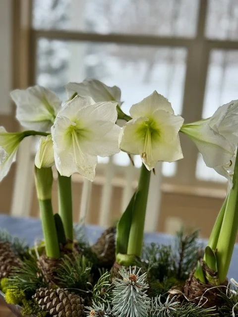 Amaryllis at Workshop Attendee's Home