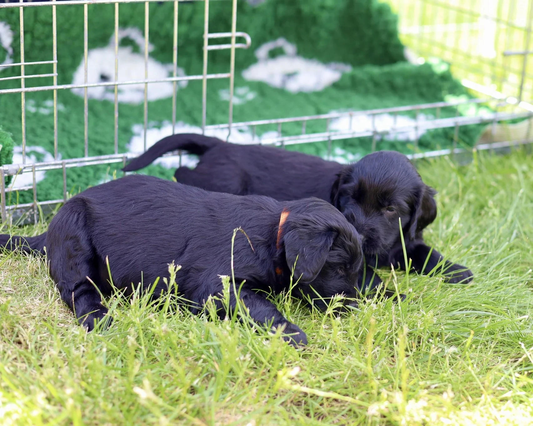 FullSizeRender 10.JPG