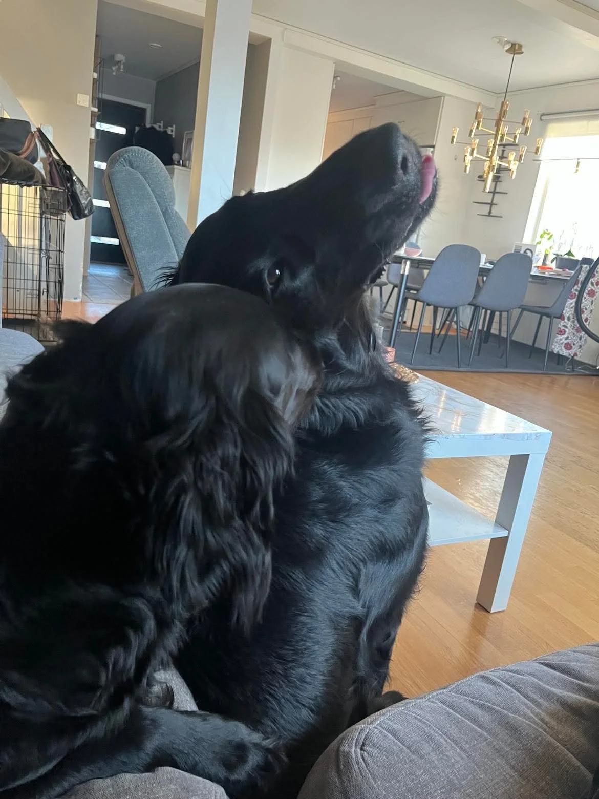 Penny og Loke er paret