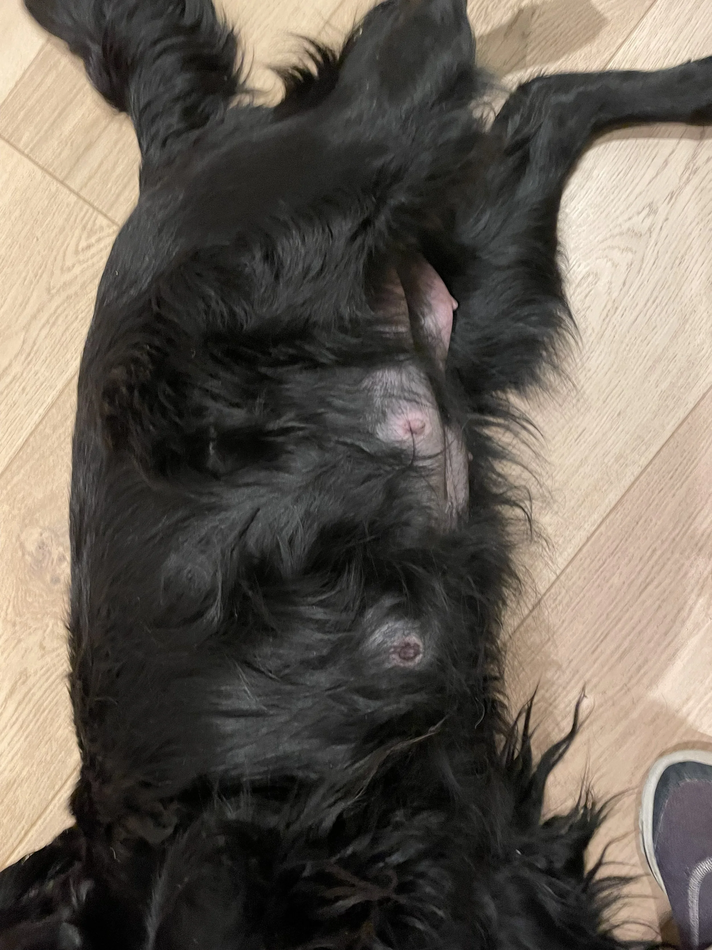 Valper flatcoated retriever