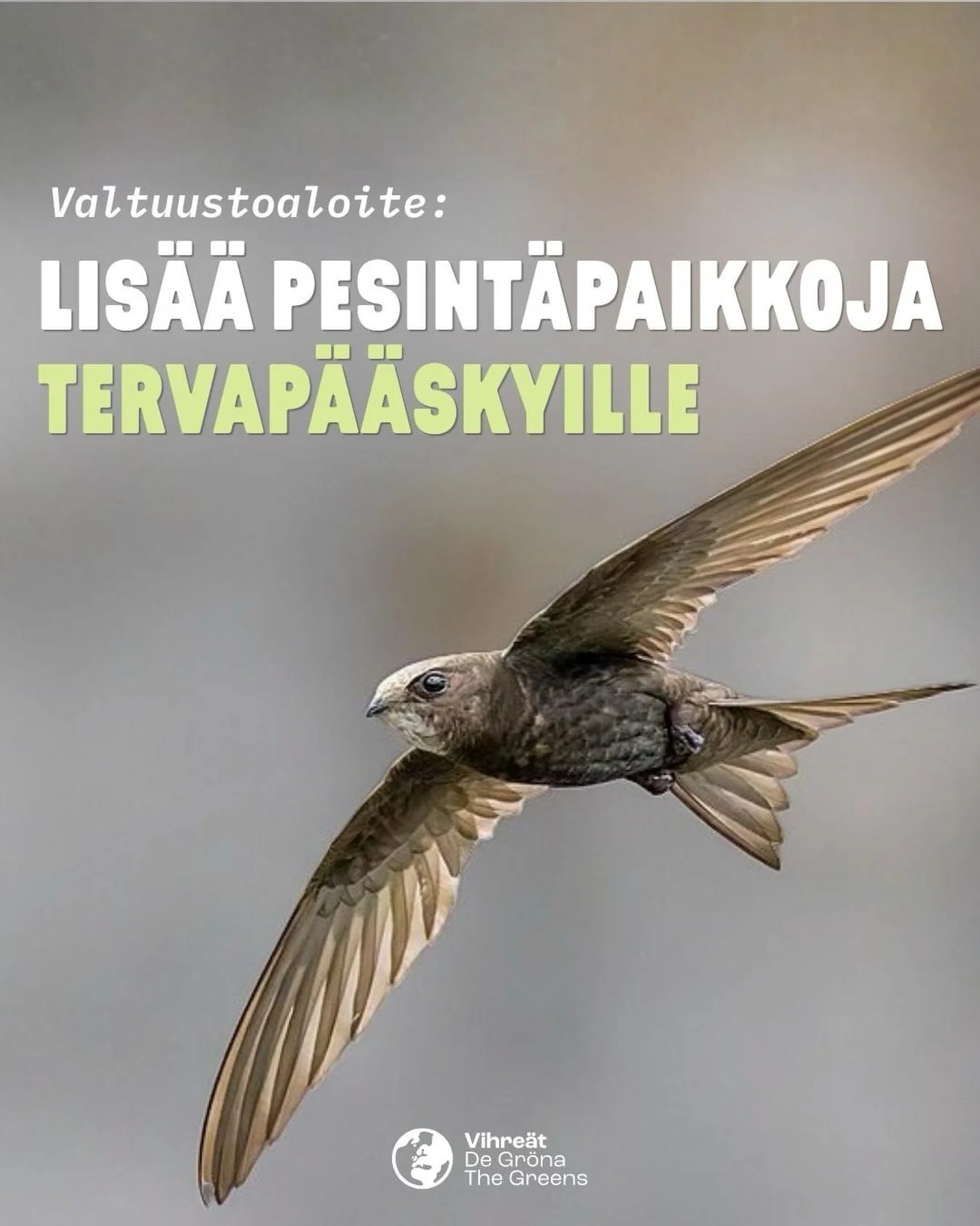✨ Turvataan tervap&auml;&auml;skyjen pes&auml;paikat kaavoituksessa ✨

On kes&auml;, taivaalla kaartelee sirppisiipisi&auml; tervap&auml;&auml;skyj&auml; ja kuulet niiden hennon kirkunan. Valitettavasti t&auml;m&auml; n&auml;ky ja &auml;&auml;nimaise