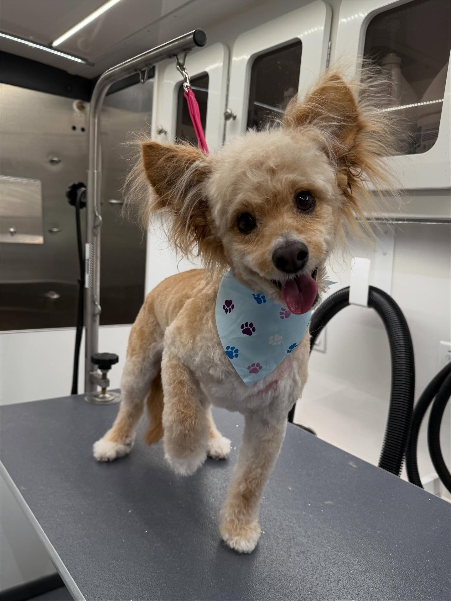 The most photogenic pups today 🥹