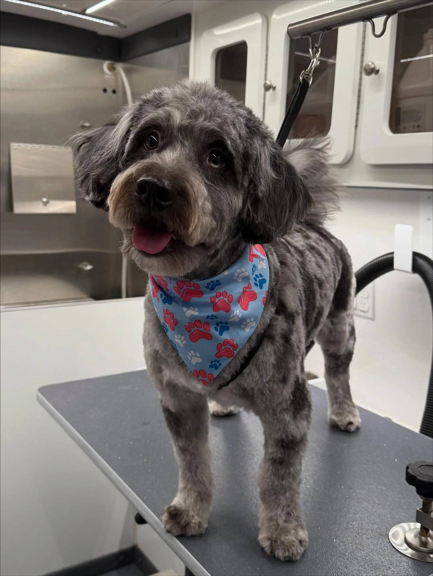 just a bunch of cuties 🐾✨