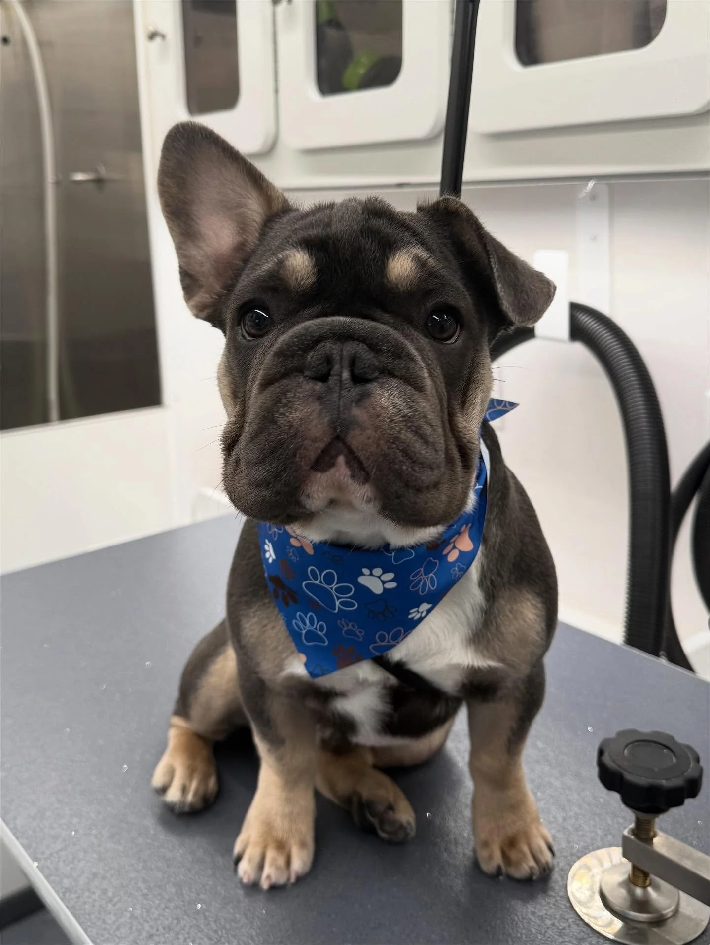 floppy ear Friday🥹 Otis was loving his first bath!