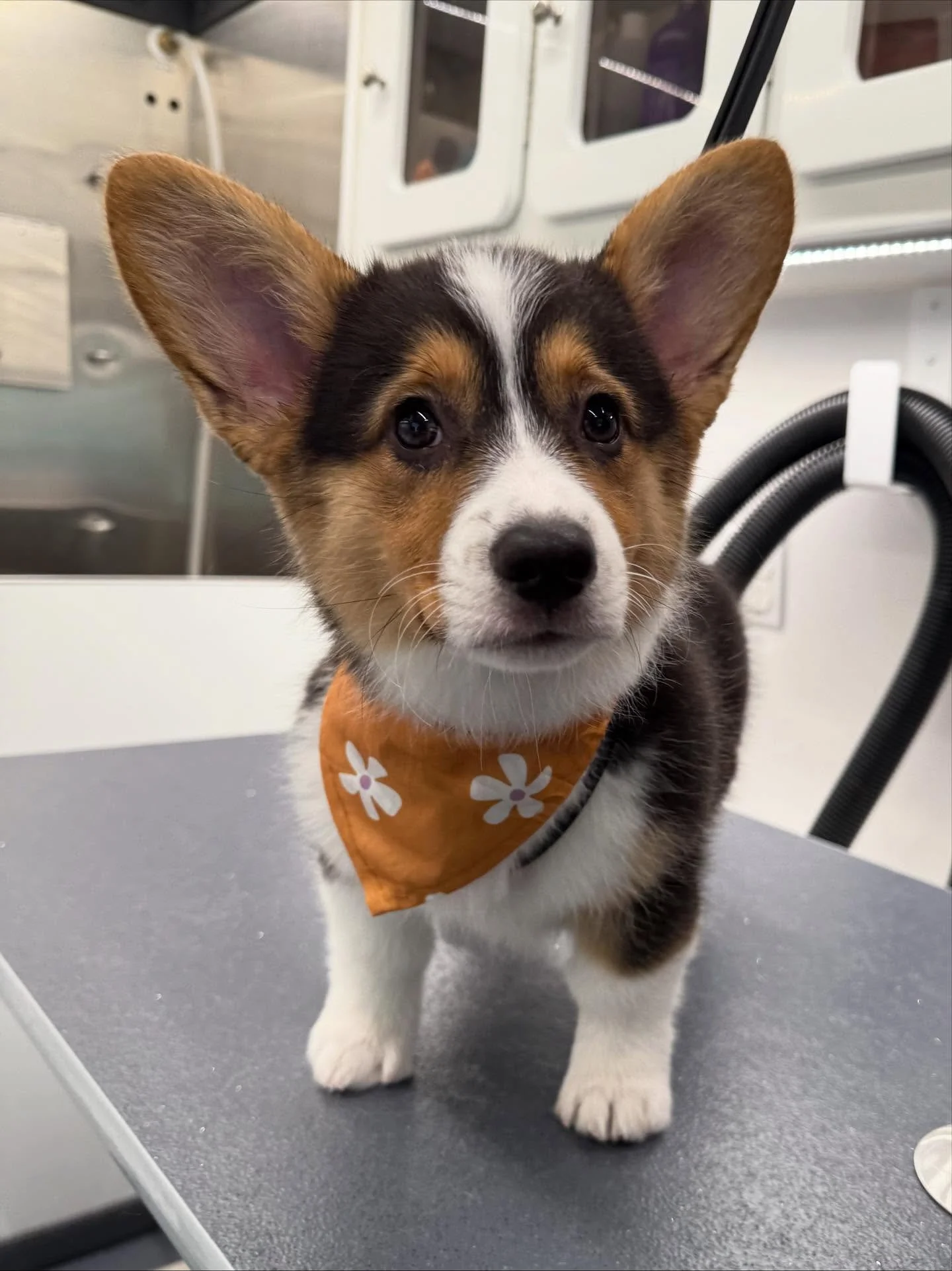 How could you say no to these faces?🥹