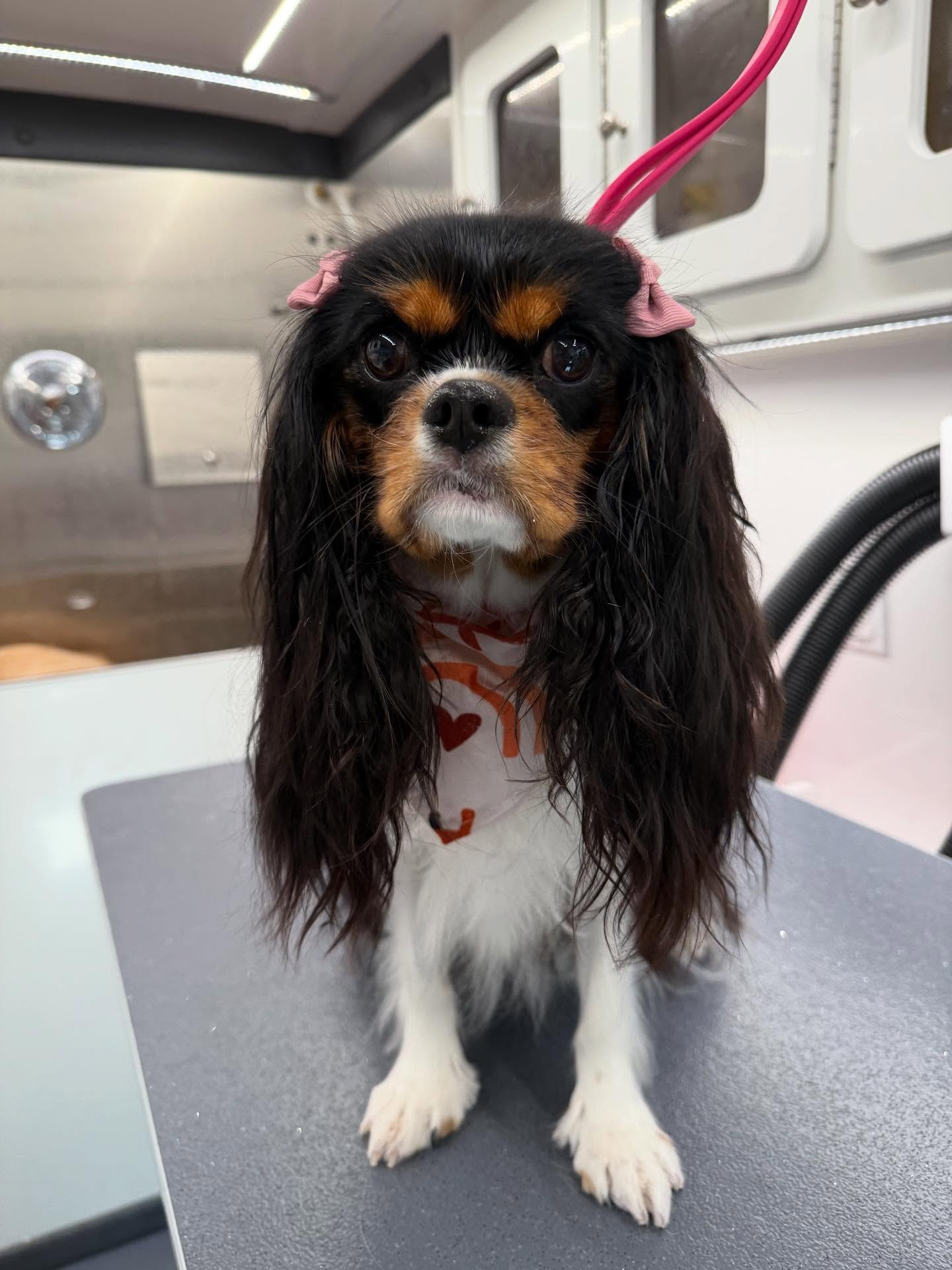 Hazel has better hair than me.