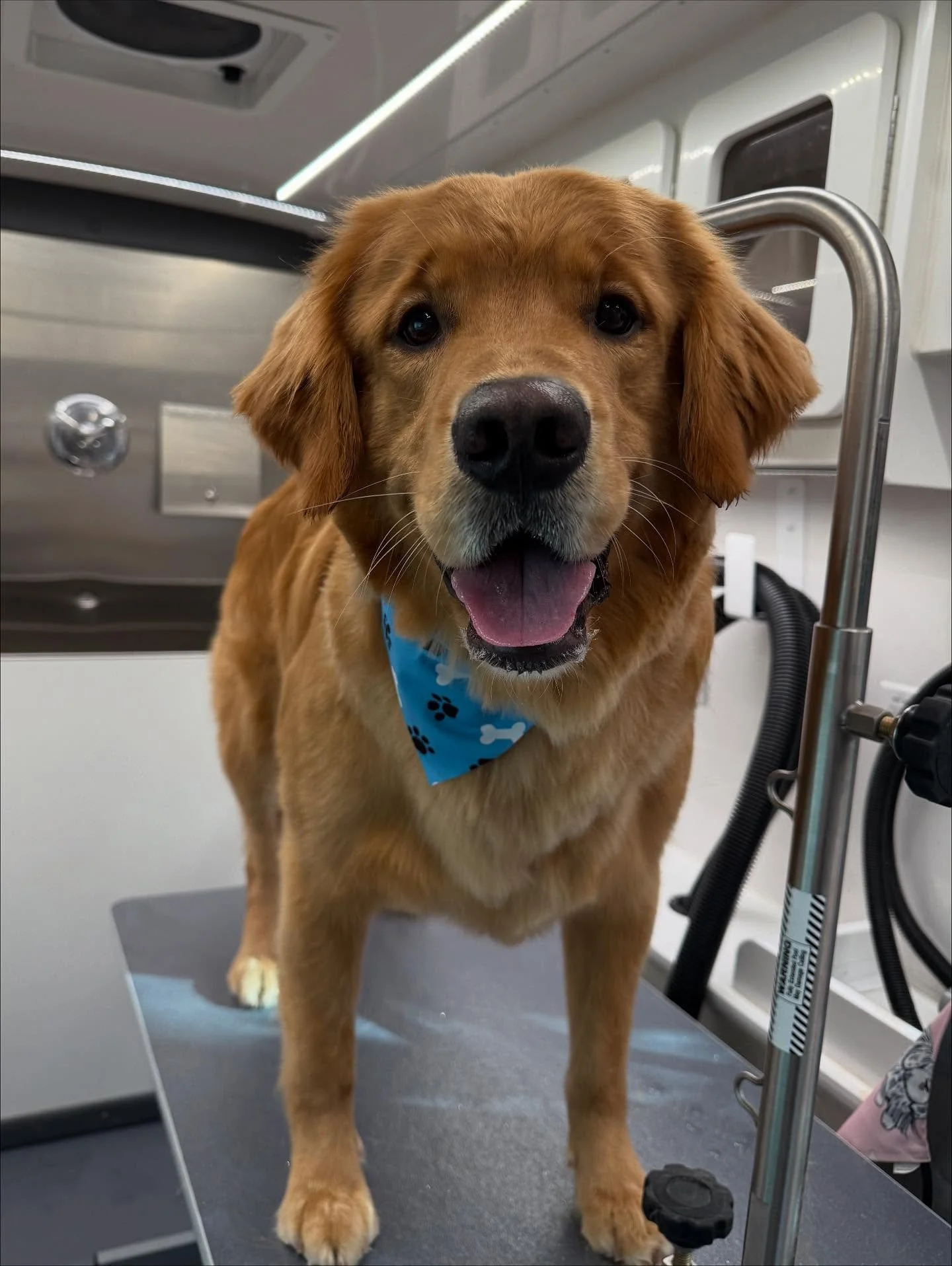 Big dog dayyy🐶🤎